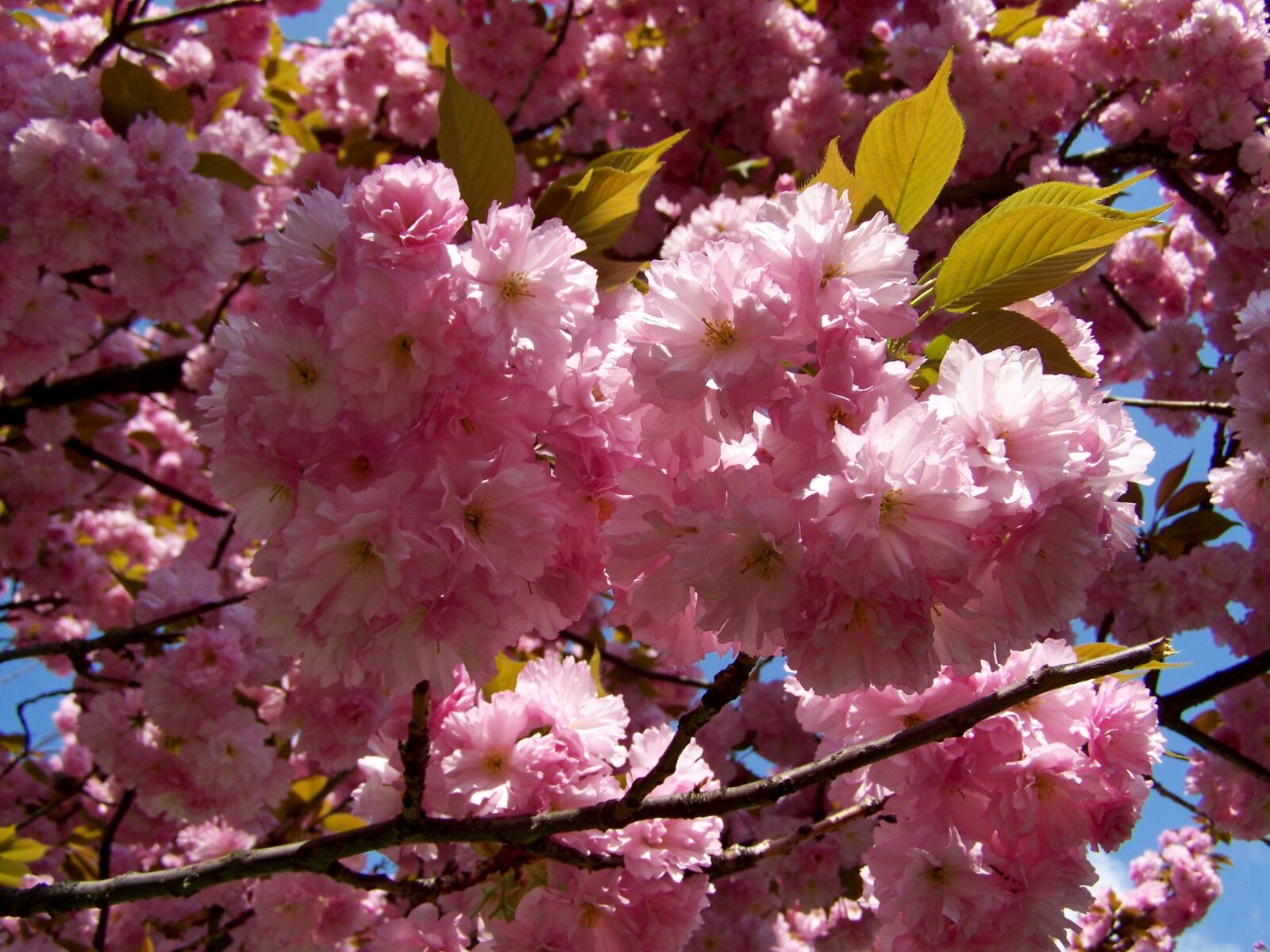 Kodak EASYSHARE ZD710 ZOOM DIGITAL CAMERA sample photo. Japanese ornamental cherry, pink photography