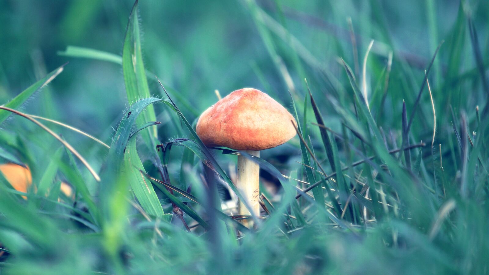 Canon EOS 1300D (EOS Rebel T6 / EOS Kiss X80) sample photo. Mushroom, kerala, india photography