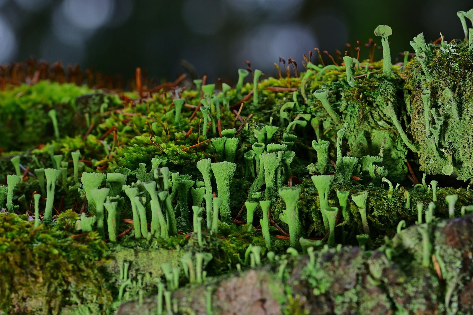 Nikon D5200 sample photo. Forest, nature, cup lichen photography