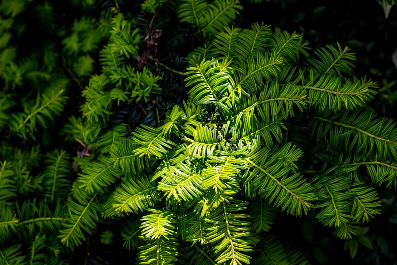 Canon EF 50mm F1.4 USM sample photo. Bush, green, nature photography