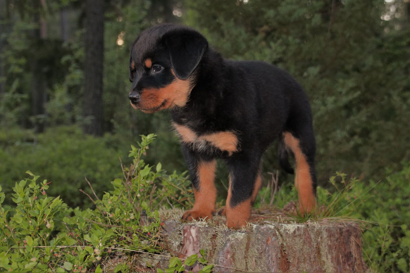 Canon EOS 750D (EOS Rebel T6i / EOS Kiss X8i) sample photo. Rottweiler, puppy, dog photography