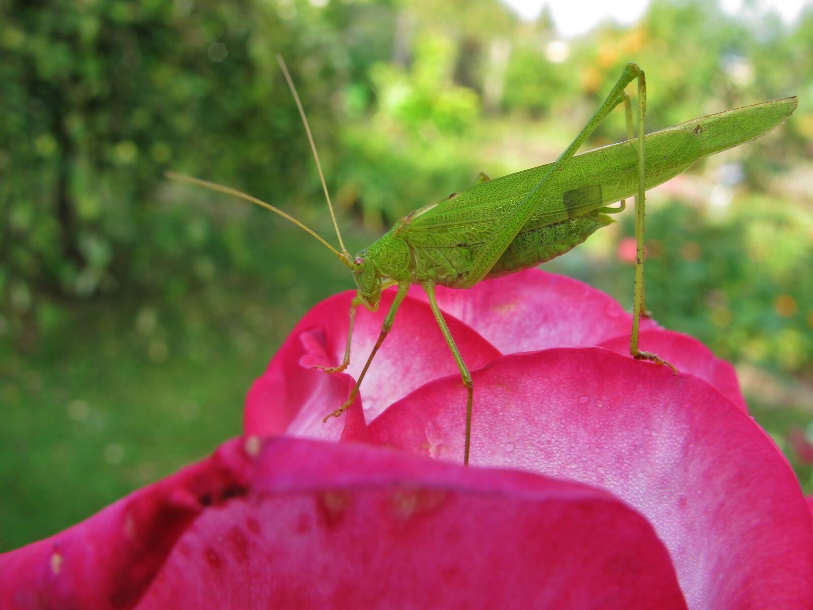 Canon PowerShot SX110 IS sample photo. Grasshopper, insect, close up photography