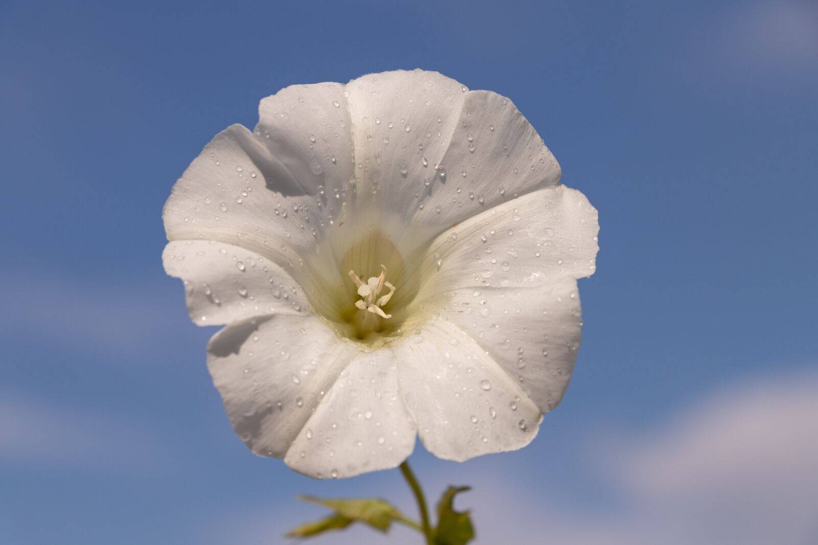 Canon EF-S 18-135mm F3.5-5.6 IS USM sample photo. Bindweed, flower, white photography