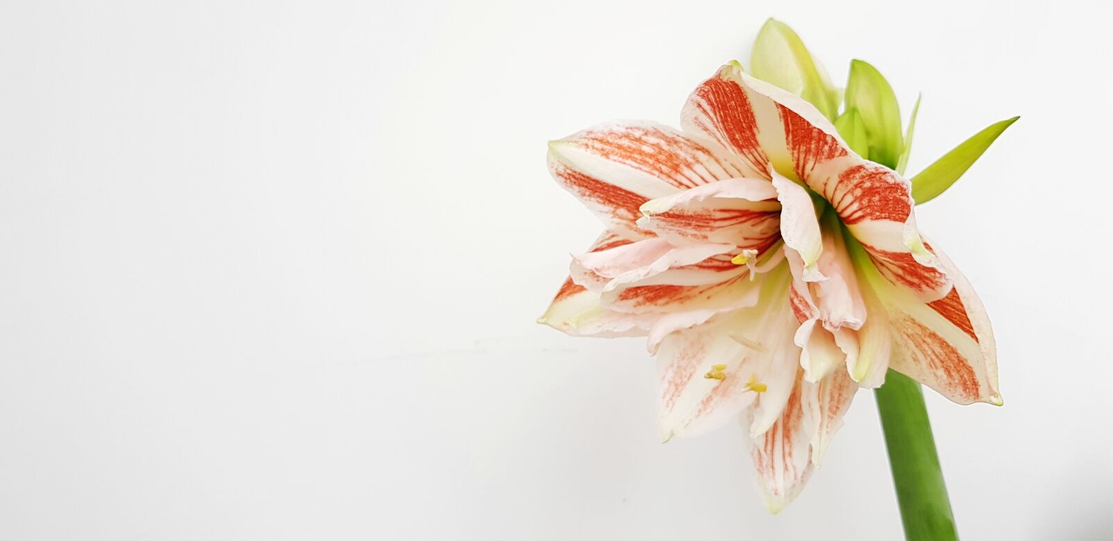 Samsung Galaxy S8+ sample photo. Hippeastrum, flower, bloom photography