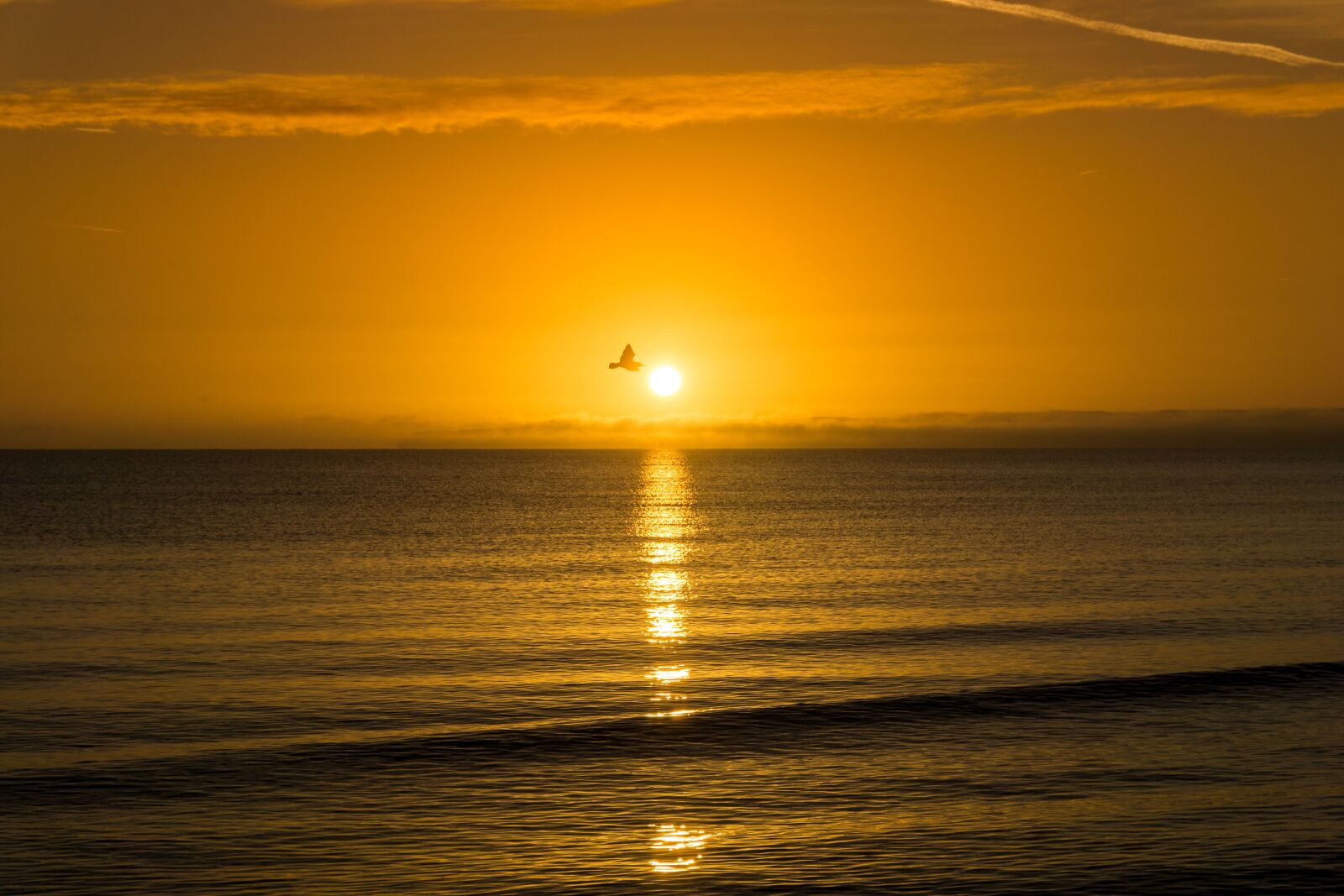 Sony a6000 sample photo. Sea, beach, bird photography