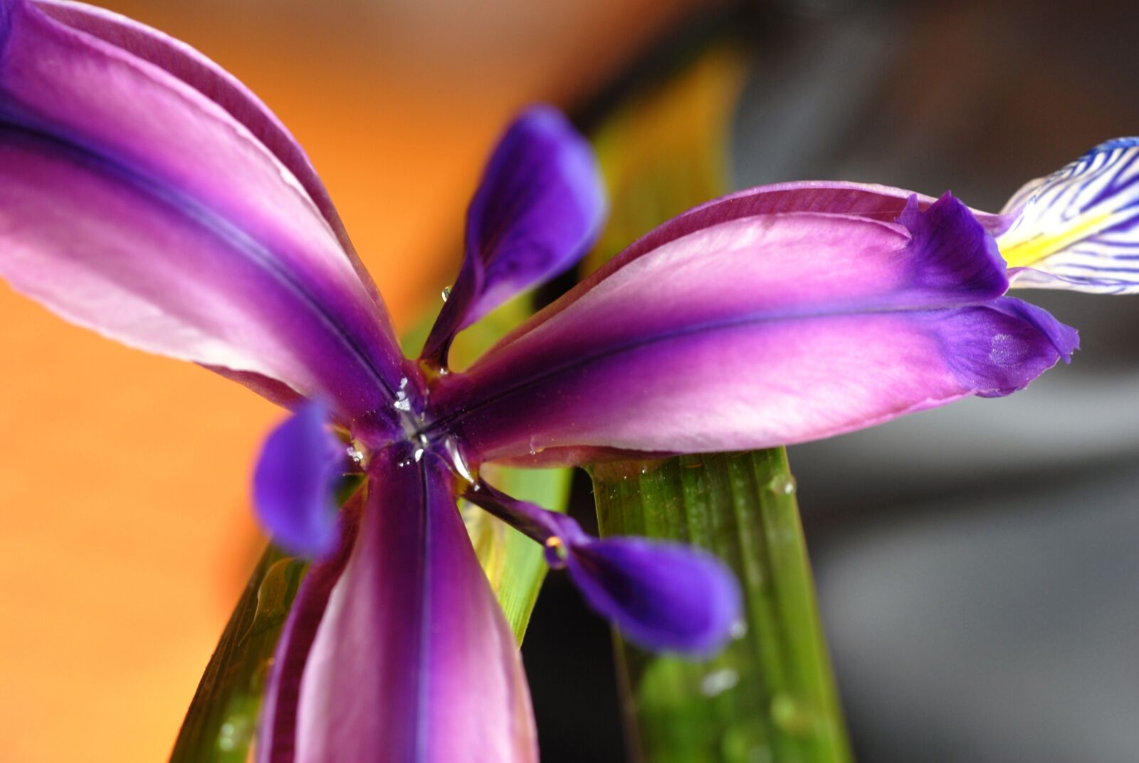 Nikon D200 sample photo. Plant, flower, purple photography