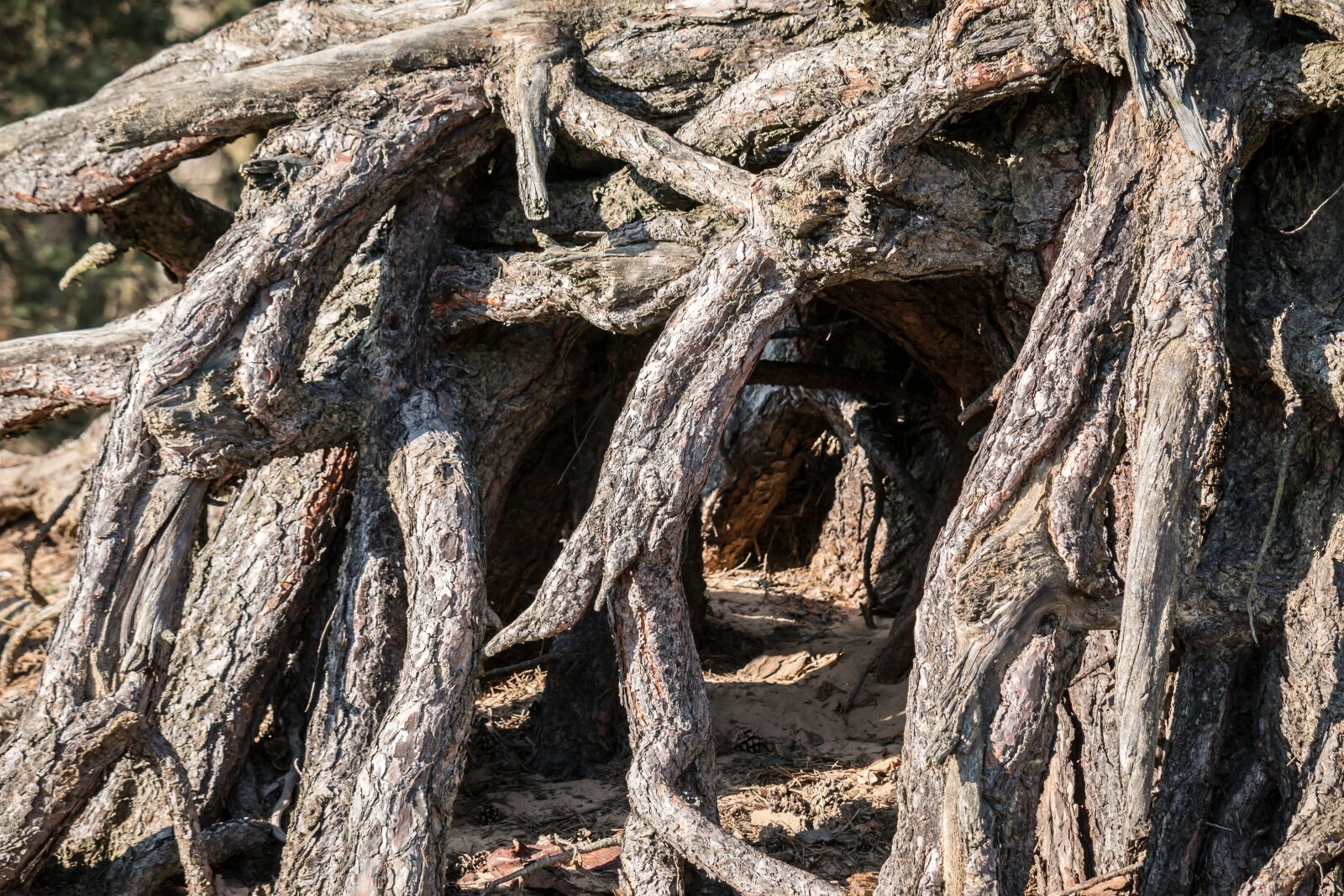 Samsung NX300M + Samsung NX 50-200mm F4-5.6 ED OIS sample photo. Root, tree, root system photography