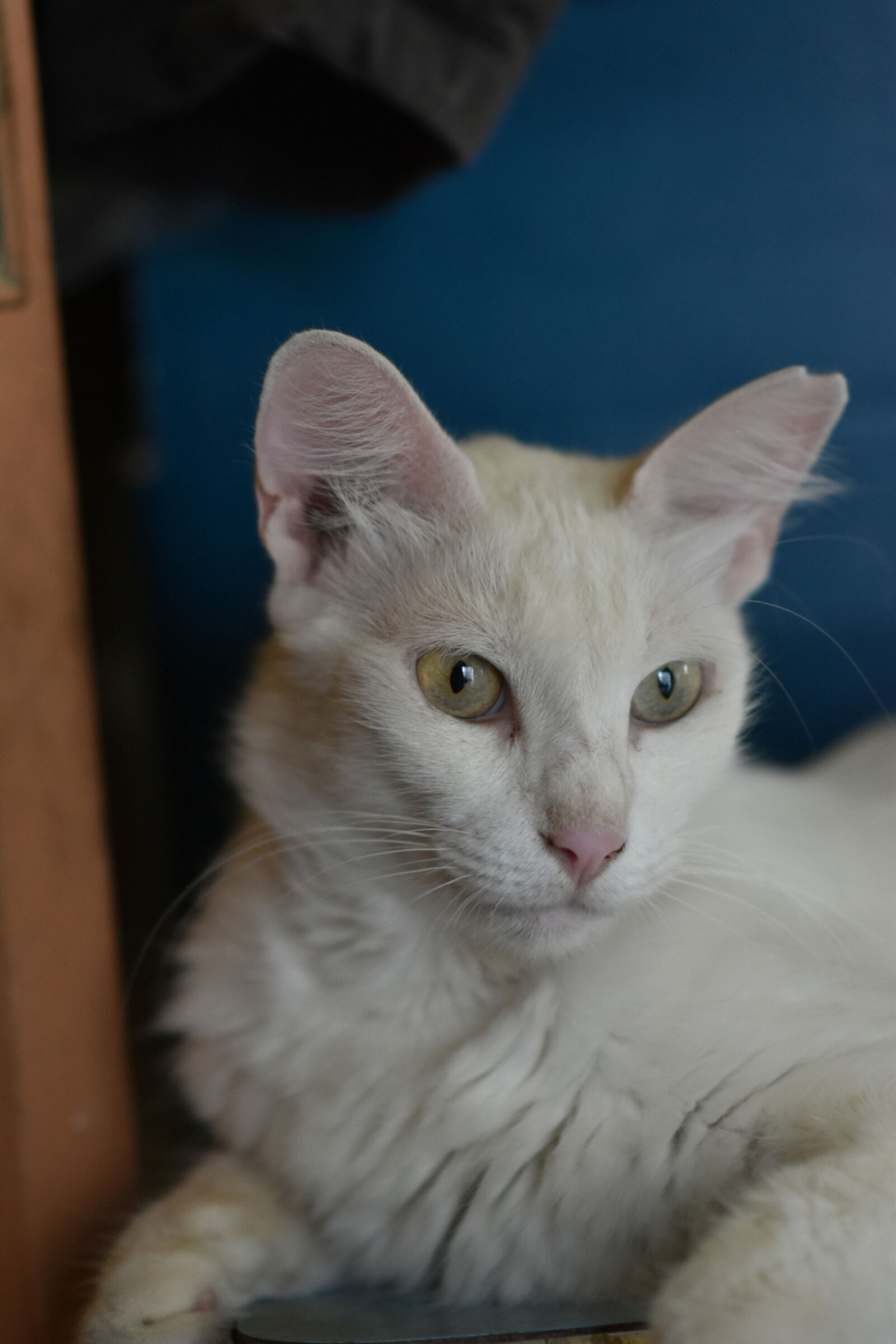 Nikon D5600 sample photo