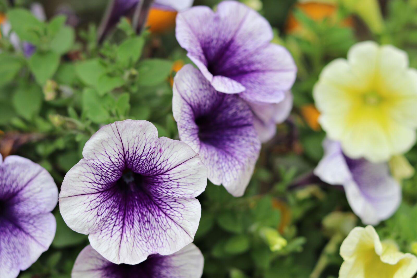 Canon EOS 80D + Canon EF 50mm F1.8 STM sample photo. Pansies, flower, petals photography