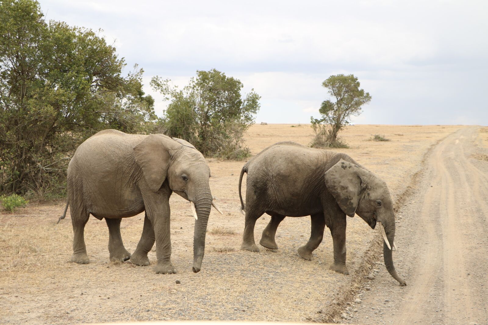 Canon EOS 760D (EOS Rebel T6s / EOS 8000D) sample photo. Elephant, safari, animal photography