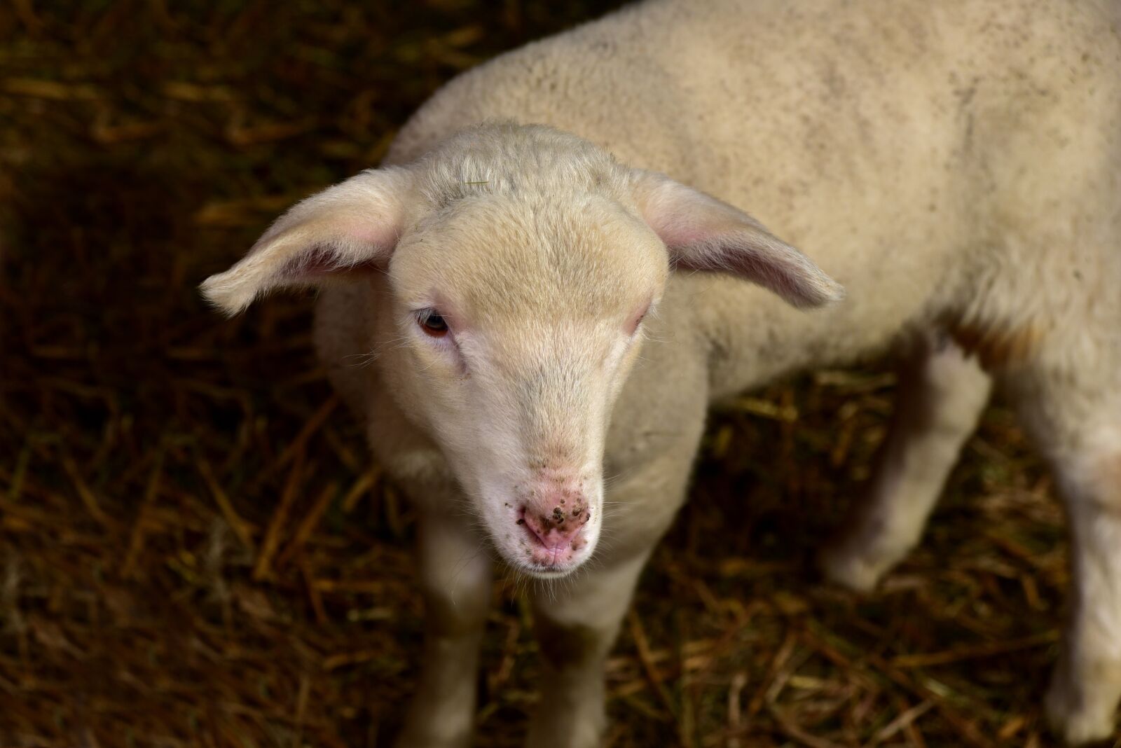 Nikon D750 sample photo. Lamb, sheep, young photography