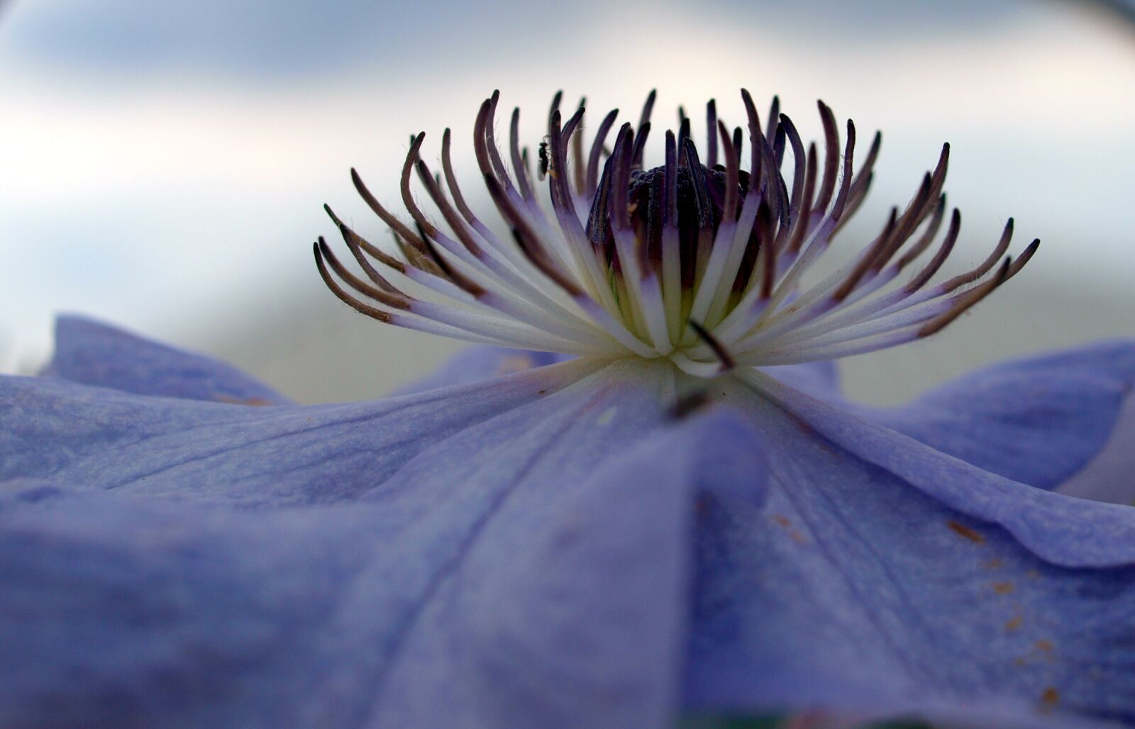 Olympus E-520 (EVOLT E-520) sample photo. Flower, nature, beautiful photography