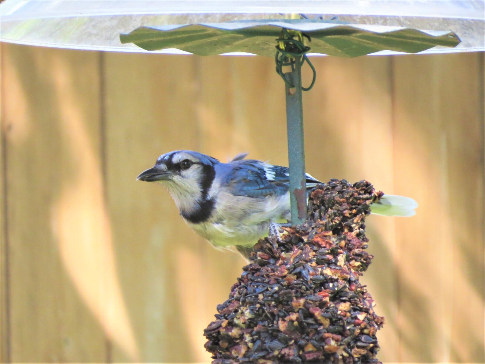Canon PowerShot SX50 HS sample photo. Bird, blue and white photography