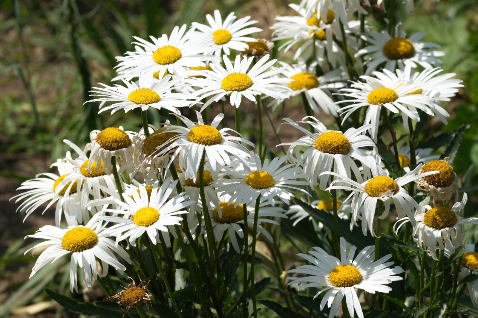 Nikon D5300 sample photo. Daisies, flowers, the white photography