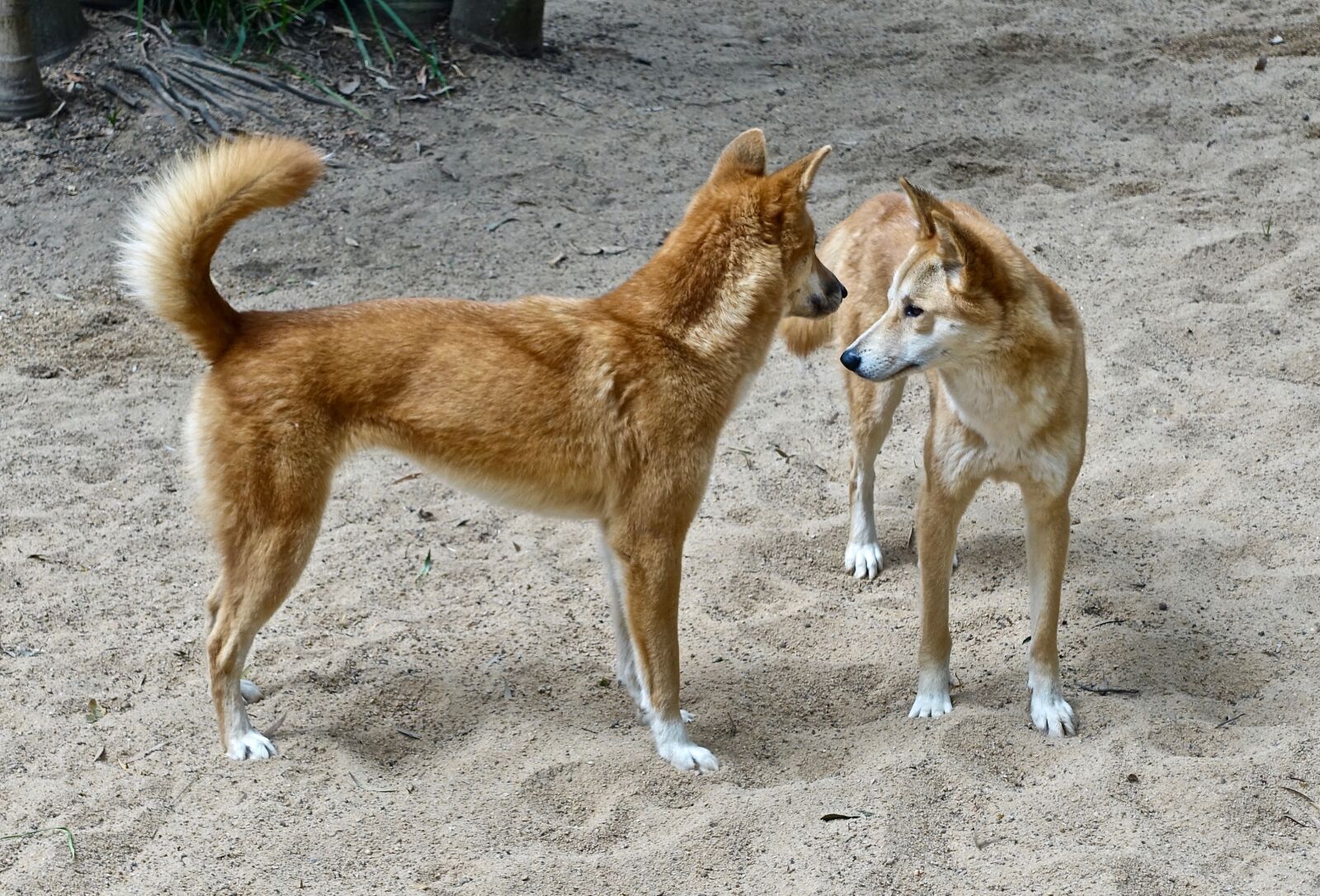 Sony Cyber-shot DSC-RX100 III sample photo. Dingo, dog, canine photography