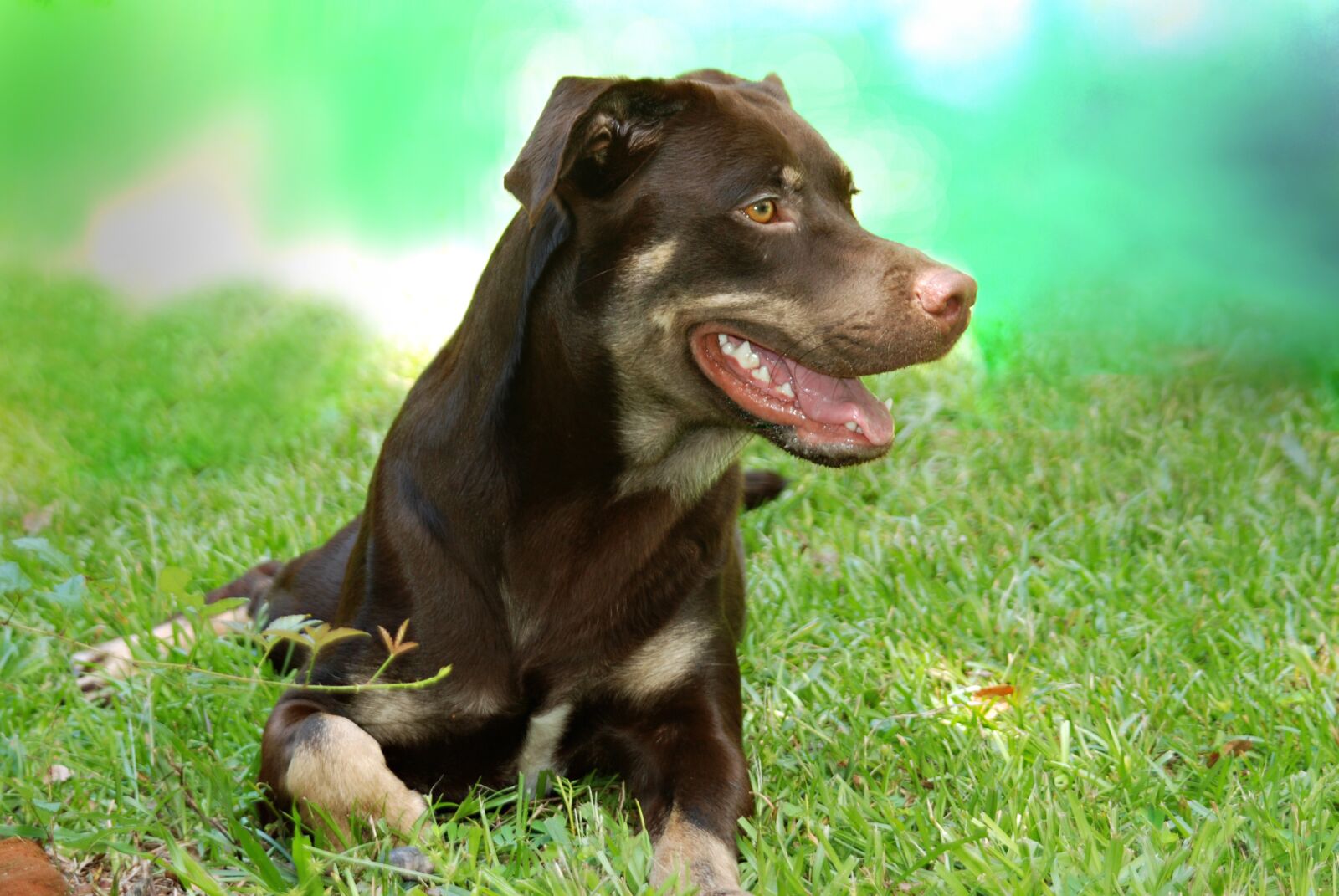 Nikon D80 sample photo. Dog, rottweiler, grass photography