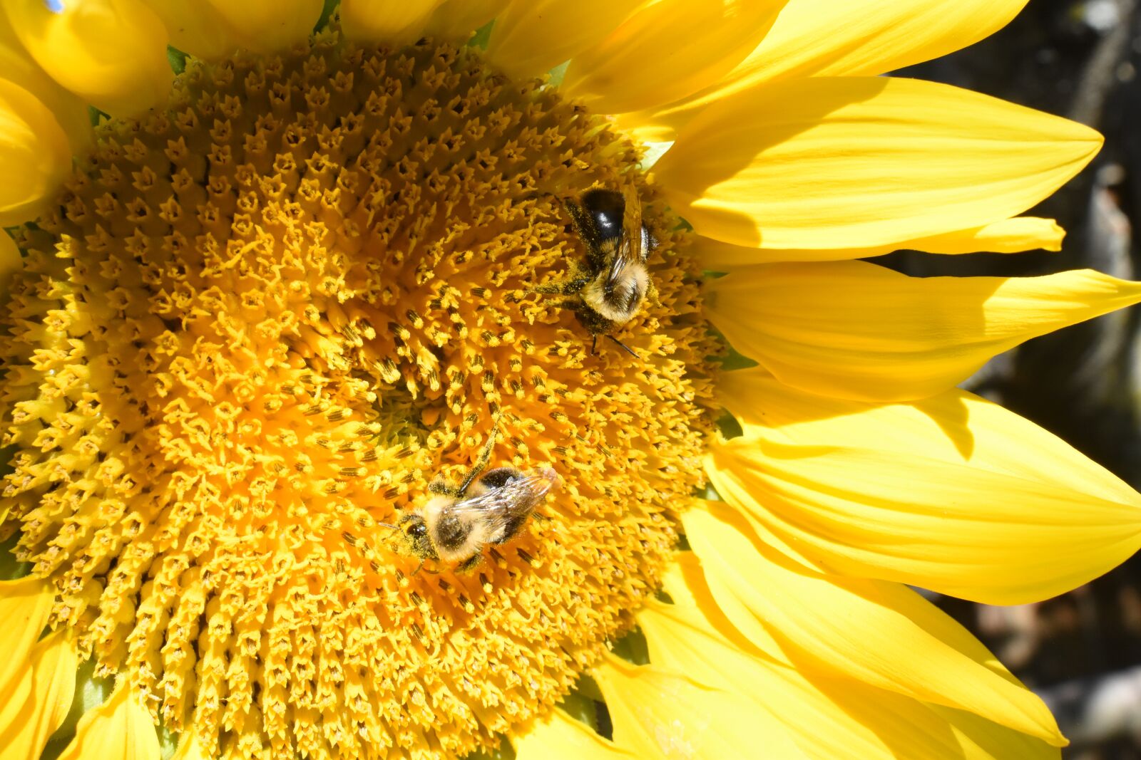 Nikon D5500 sample photo. Sunflower, flower, bees photography