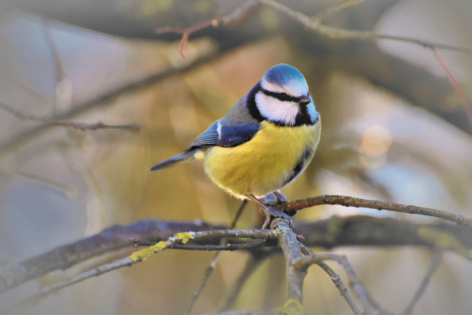 Nikon D7200 sample photo. Blue tit, tit, songbird photography