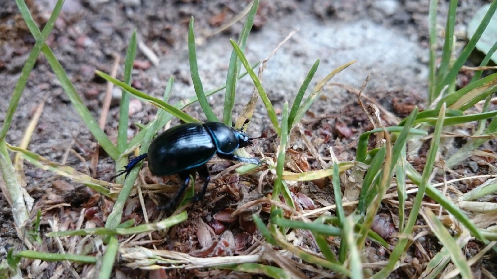 Sony Xperia Z1 sample photo. Nature, plants, animals photography