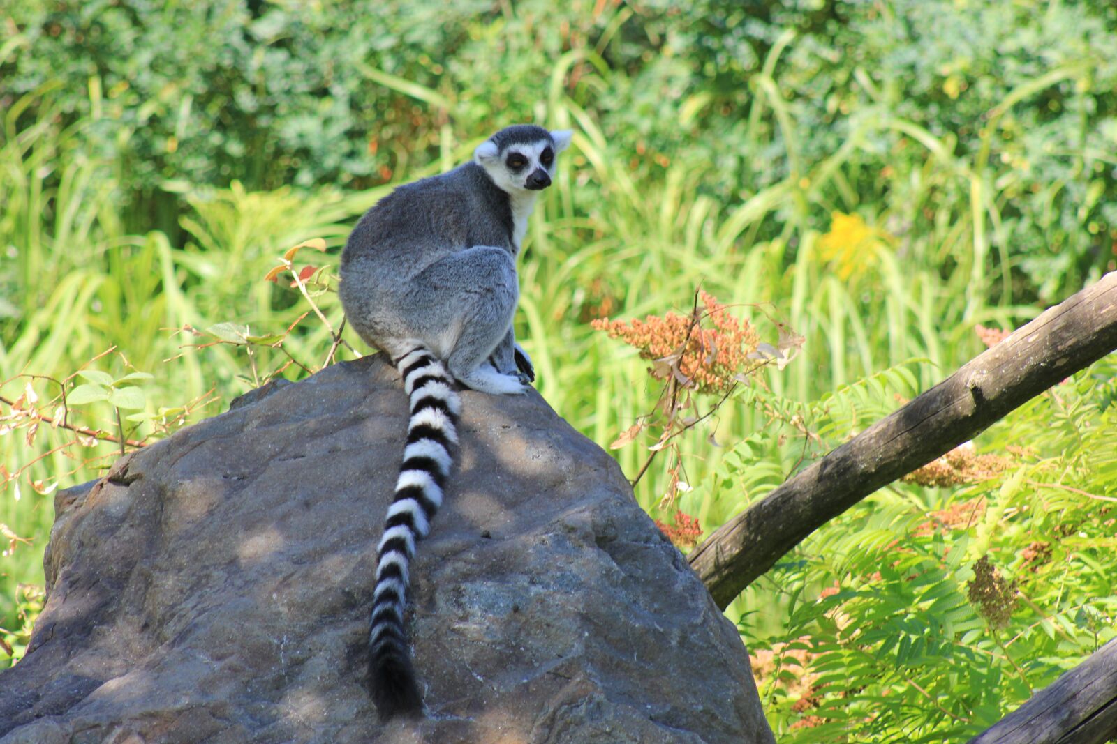 Canon EOS 550D (EOS Rebel T2i / EOS Kiss X4) sample photo. Marmoset, monkey, nature photography