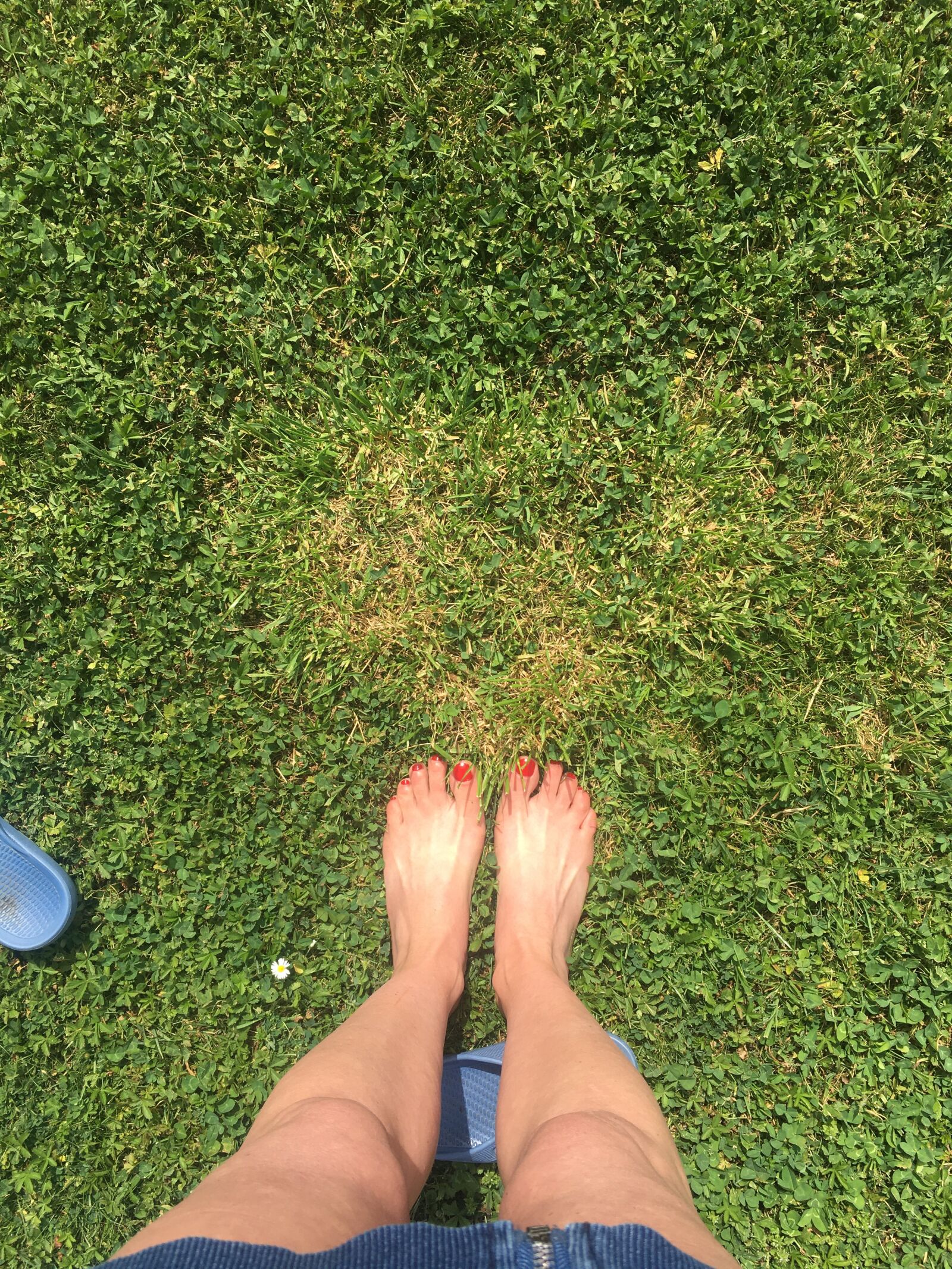Apple iPhone 6s sample photo. Heart, grass, nature photography