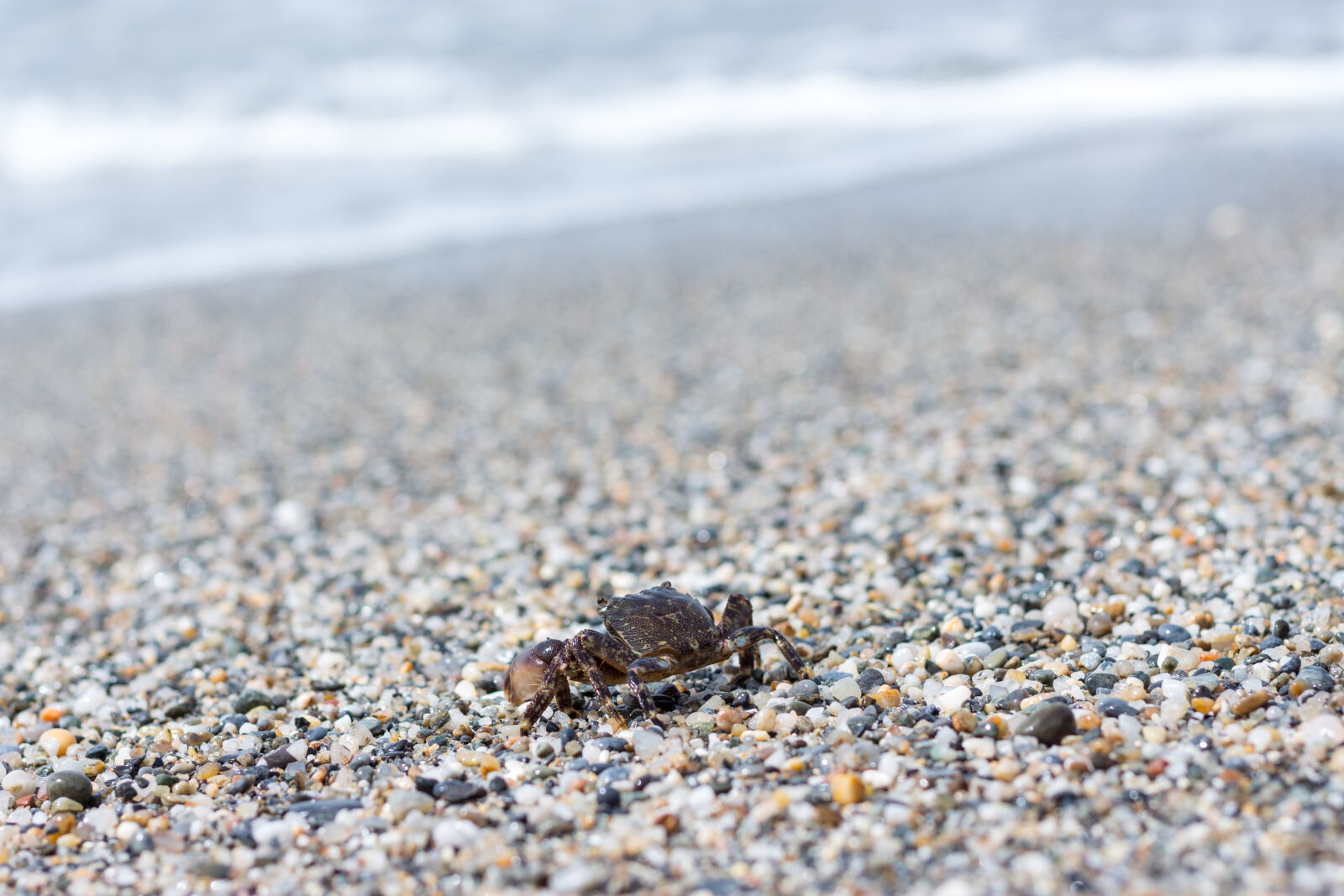 Canon EOS 700D (EOS Rebel T5i / EOS Kiss X7i) sample photo. Crab, gravel, sand, sand photography