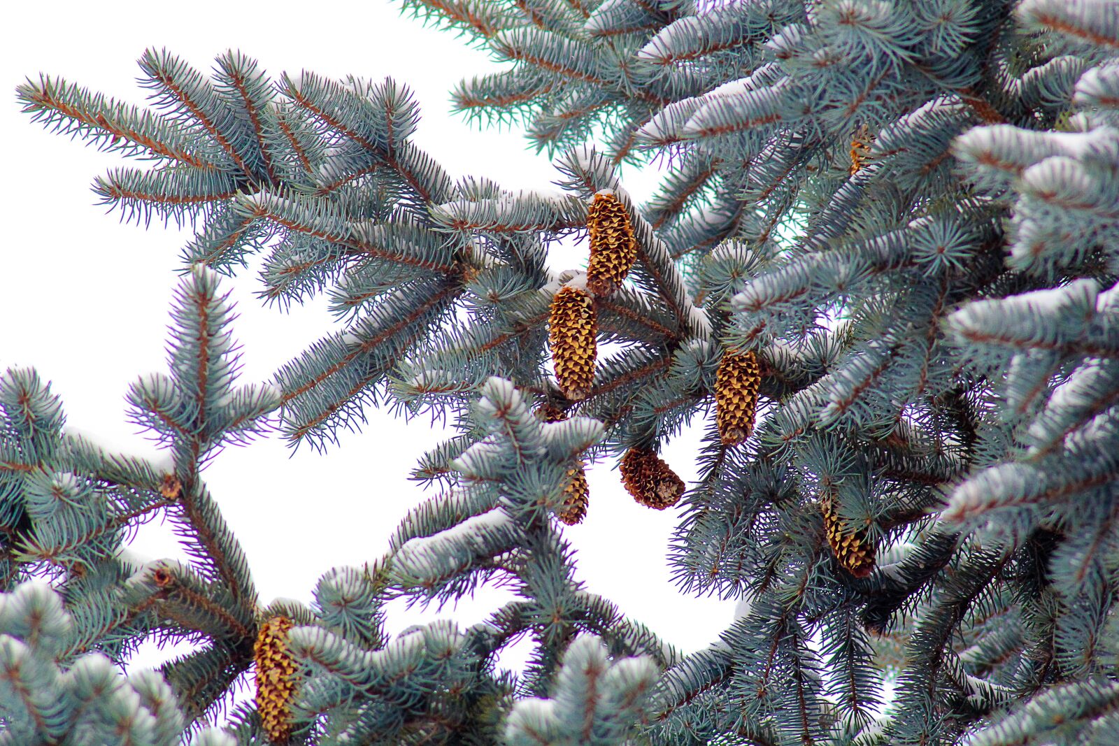 Canon EOS 550D (EOS Rebel T2i / EOS Kiss X4) sample photo. Nature, spruce, cones photography