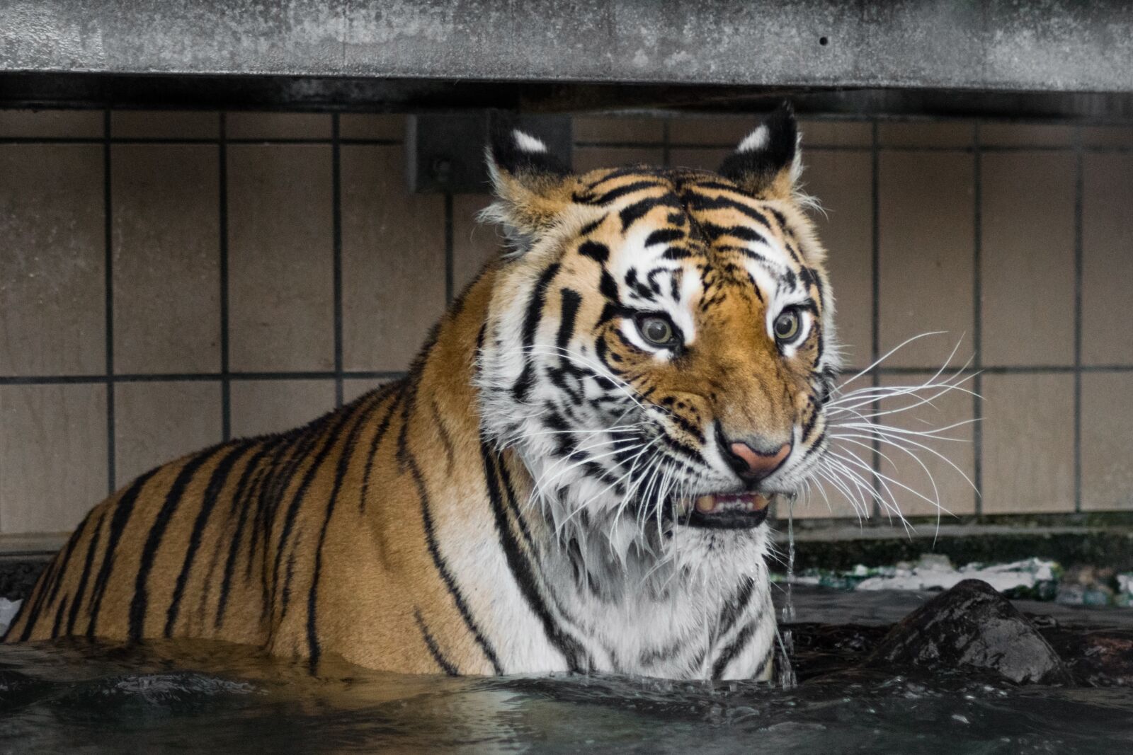 Nikon D5300 sample photo. Tiger, predator, big cat photography