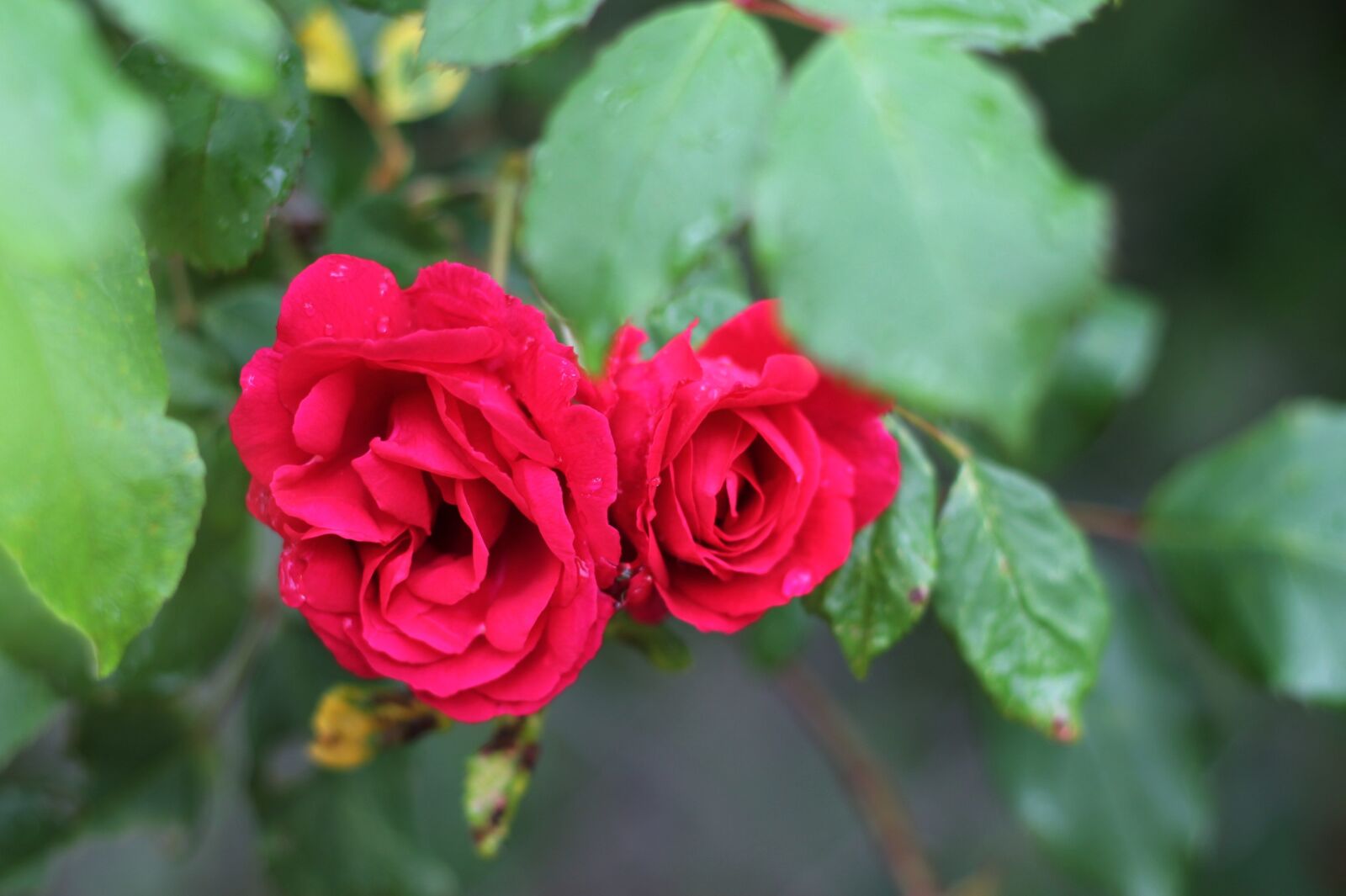 Canon EF 50mm F1.8 II sample photo. Rose, climbing, red photography