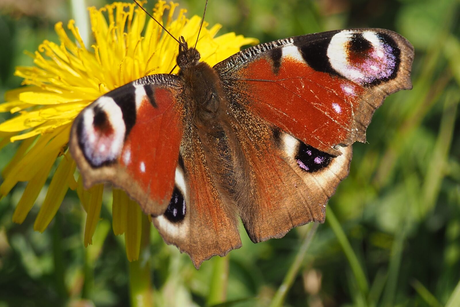 Olympus OM-D E-M10 sample photo. Butterfly, nature, insect photography