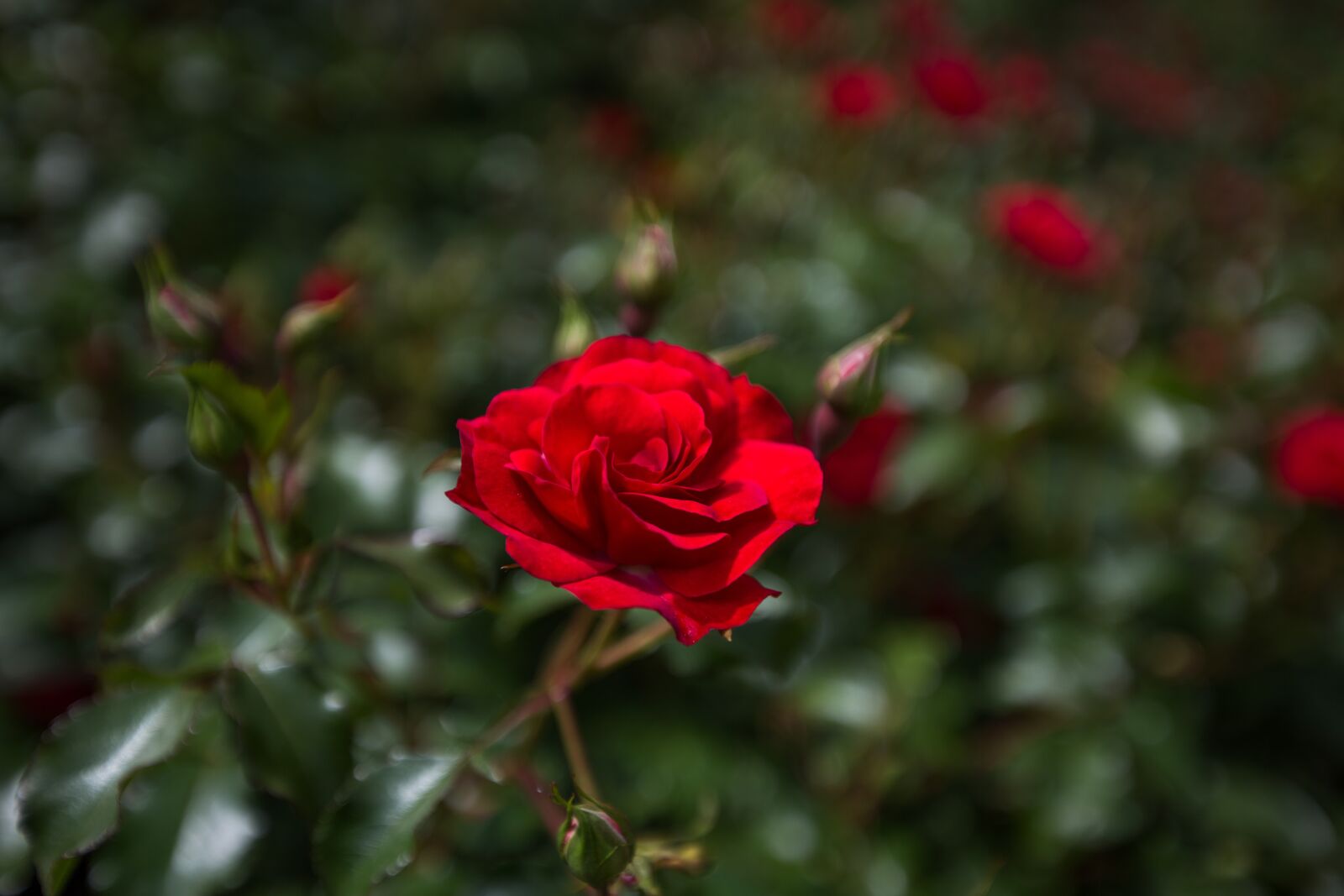 Canon EF 16-35mm F2.8L II USM sample photo. Plants, borders, wisley photography