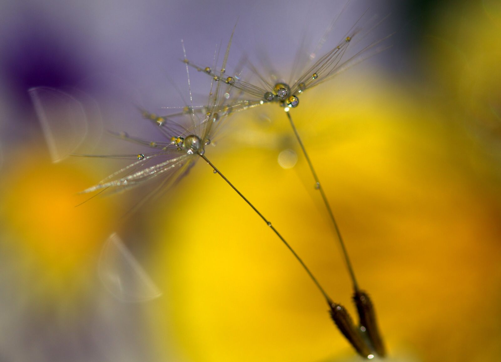 Canon EF-S 60mm F2.8 Macro USM sample photo. Dandelion, drops, wet photography