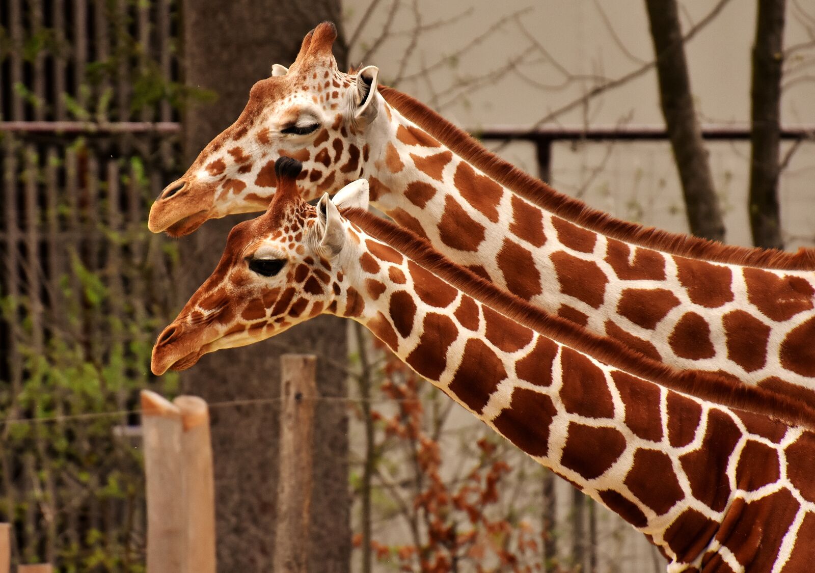 Nikon D7200 sample photo. Giraffe, zoo, animal photography