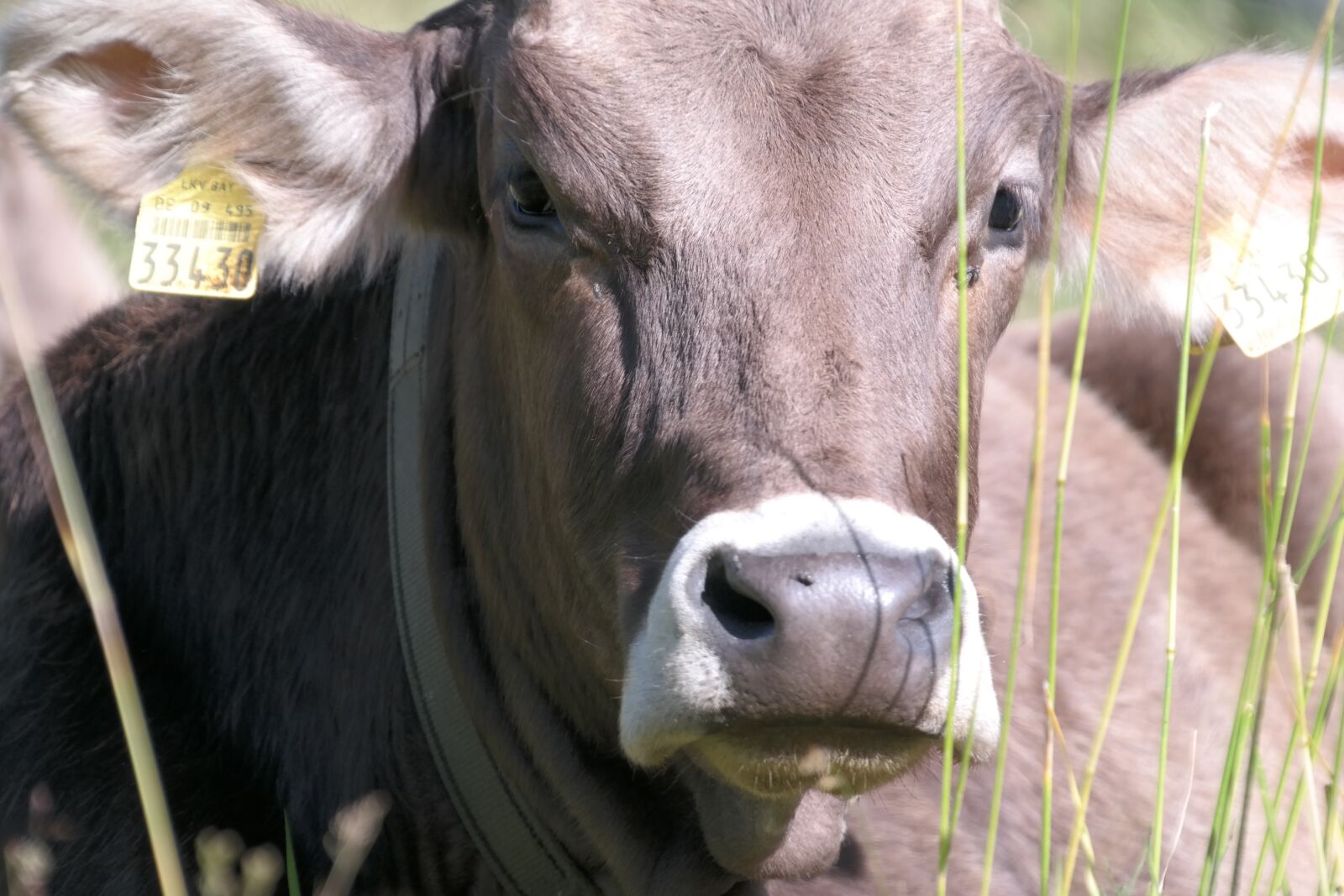Samsung NX300 sample photo. Cow, beef, brown photography