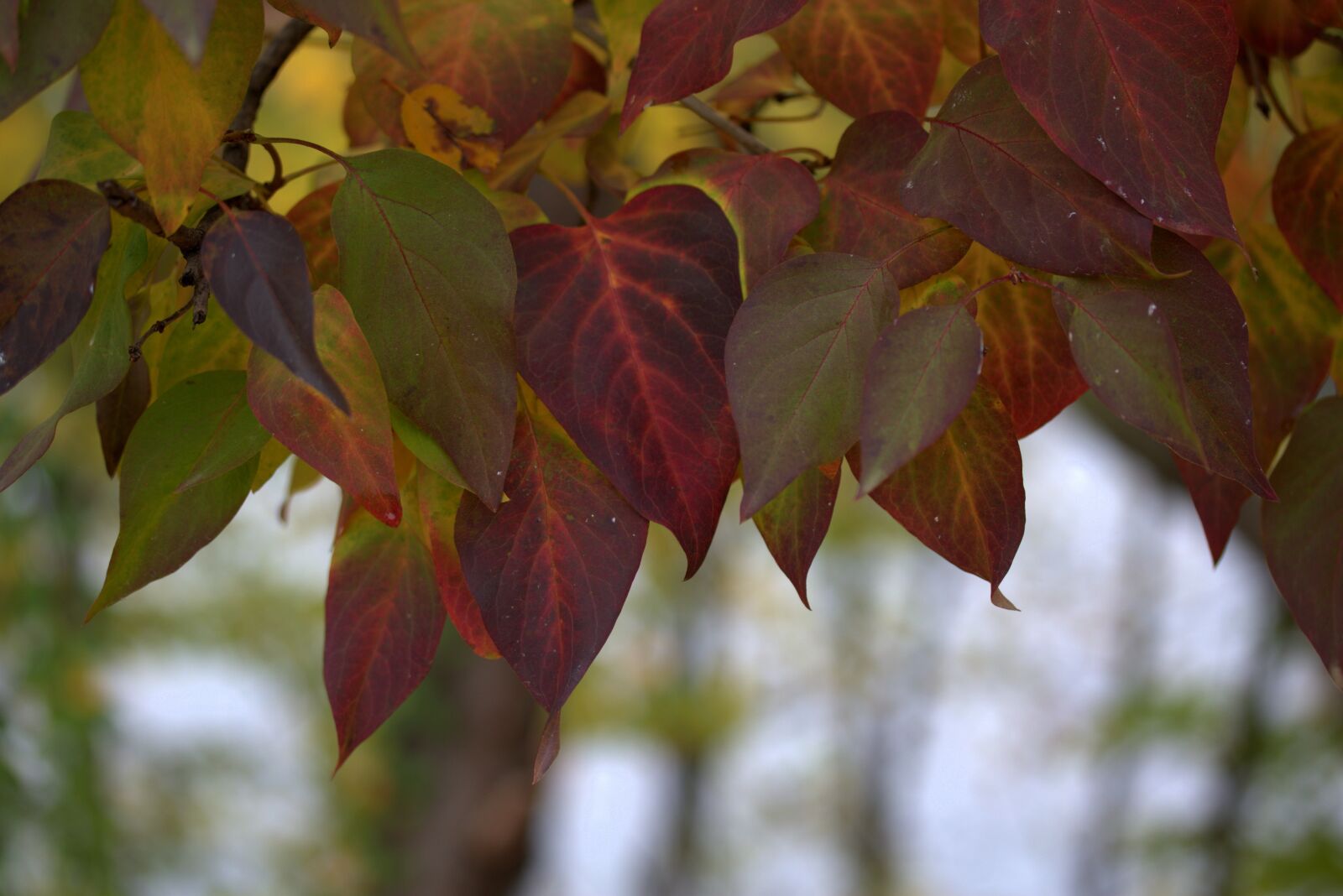 Canon EF-S 60mm F2.8 Macro USM sample photo. Leaves, red, autumn photography