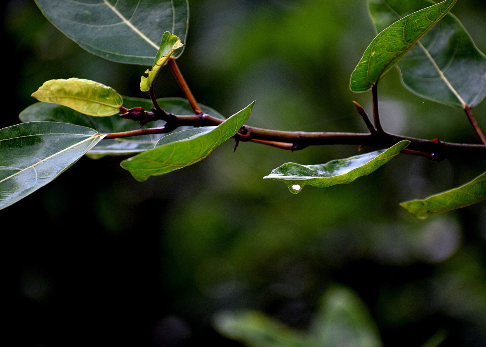 Nikon D3300 sample photo. Leaves, dew, green photography