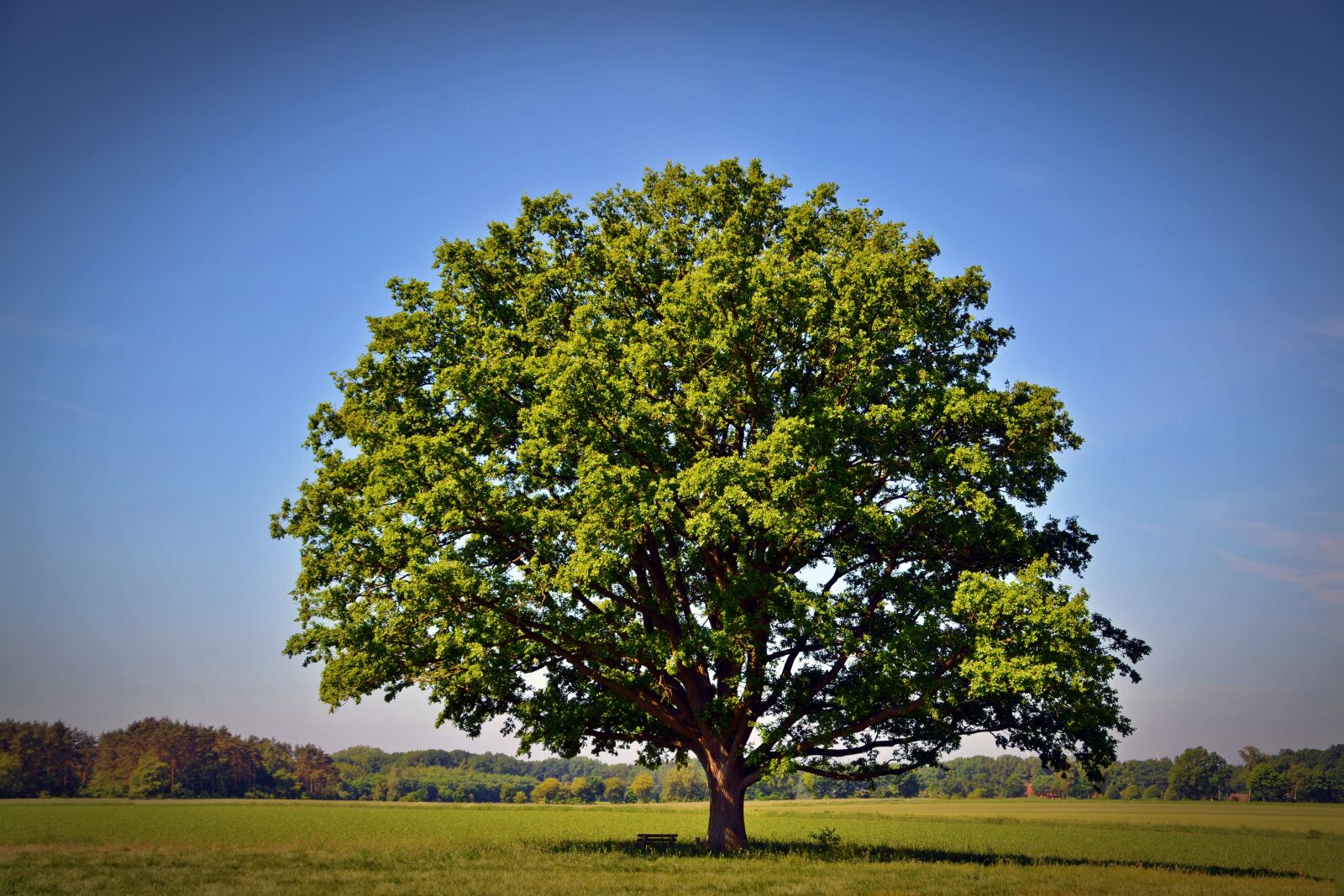 Nikon D5200 sample photo. Tree, oak, nature photography