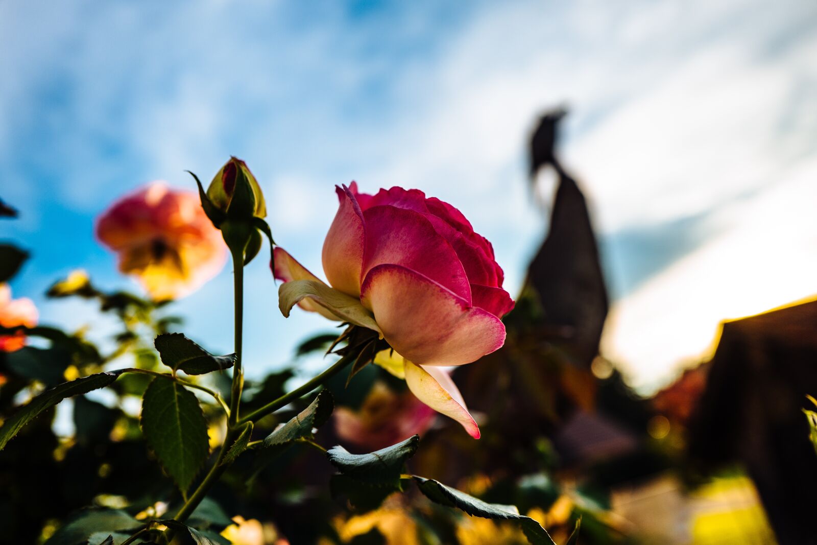 Leica Q (Typ 116) sample photo. Bloom, blossom, flora photography