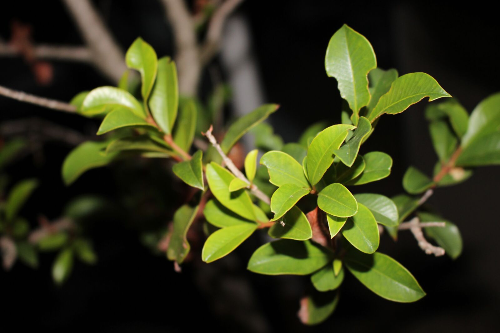 Canon EOS 600D (Rebel EOS T3i / EOS Kiss X5) sample photo. Leaf, bush, plant photography