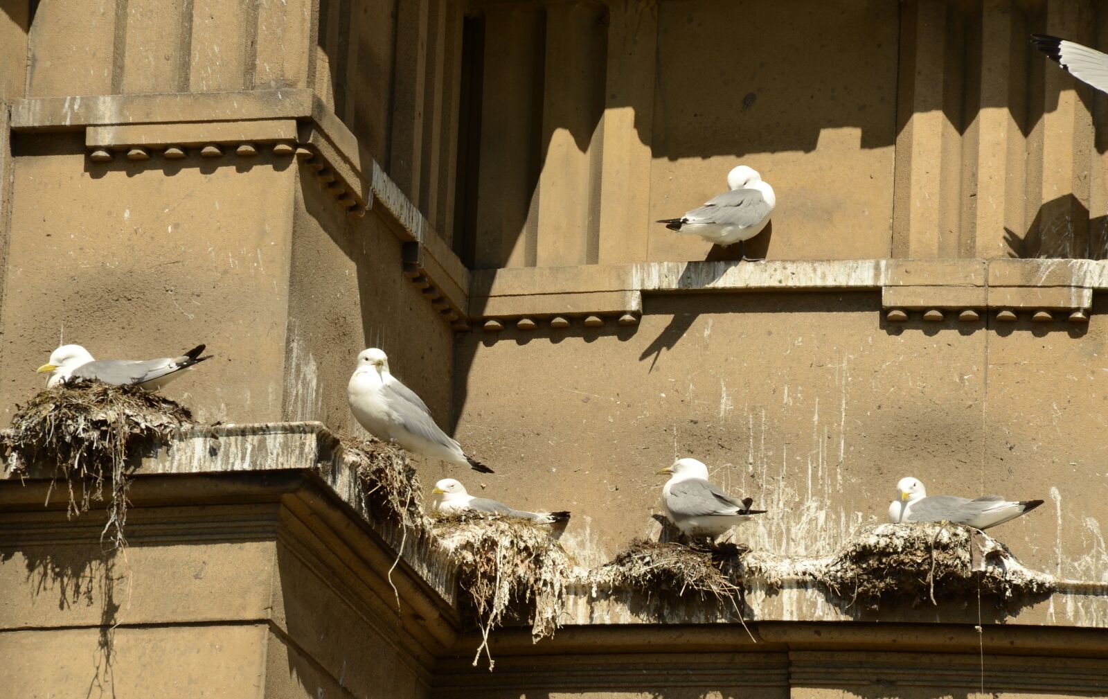 Nikon D7000 sample photo. Seagull, bird, hatch photography