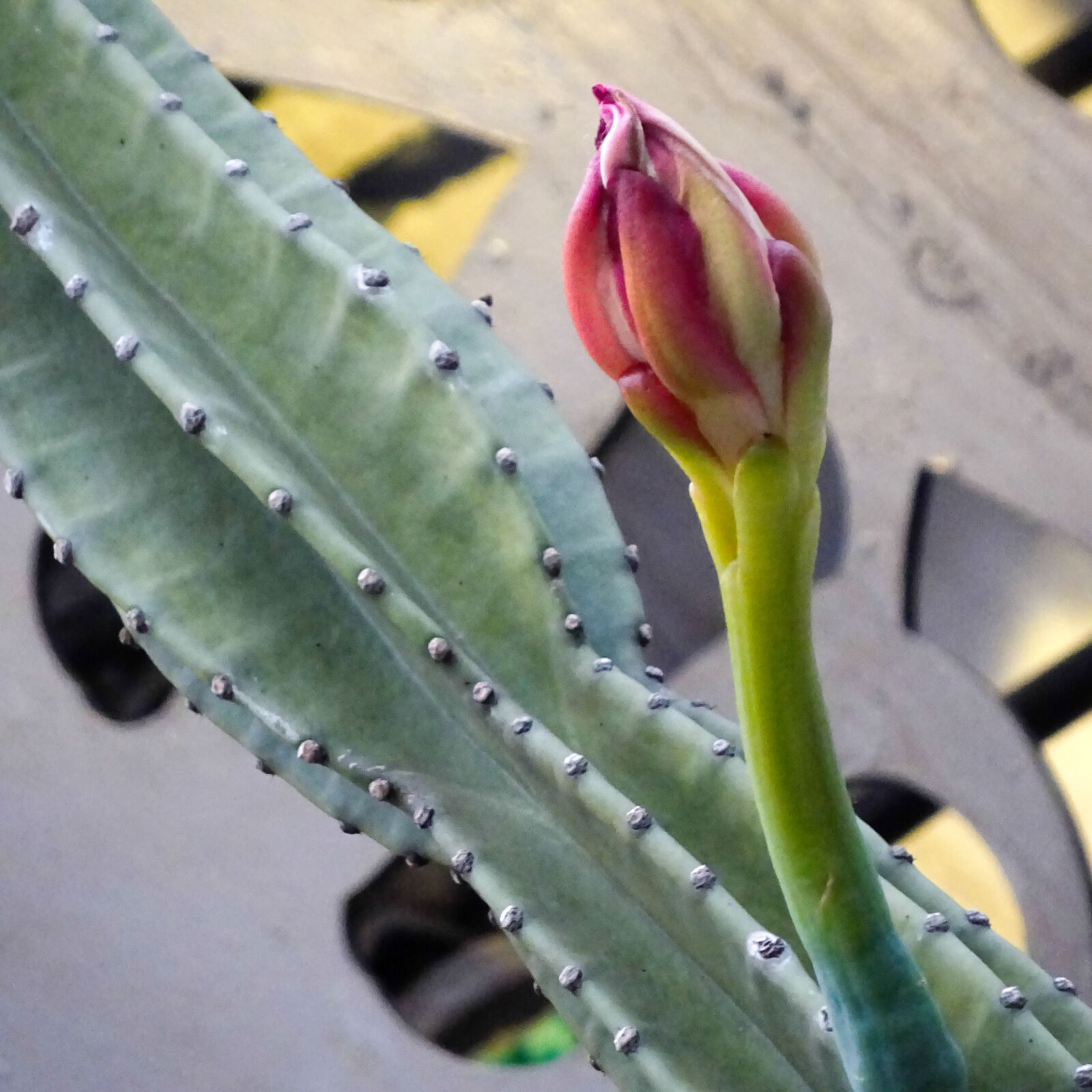 Sony Cyber-shot DSC-WX350 sample photo. Cactus photography