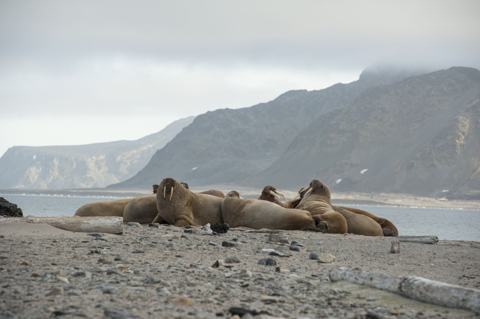 Nikon D700 sample photo. Walrus, norway, spitsbergen photography
