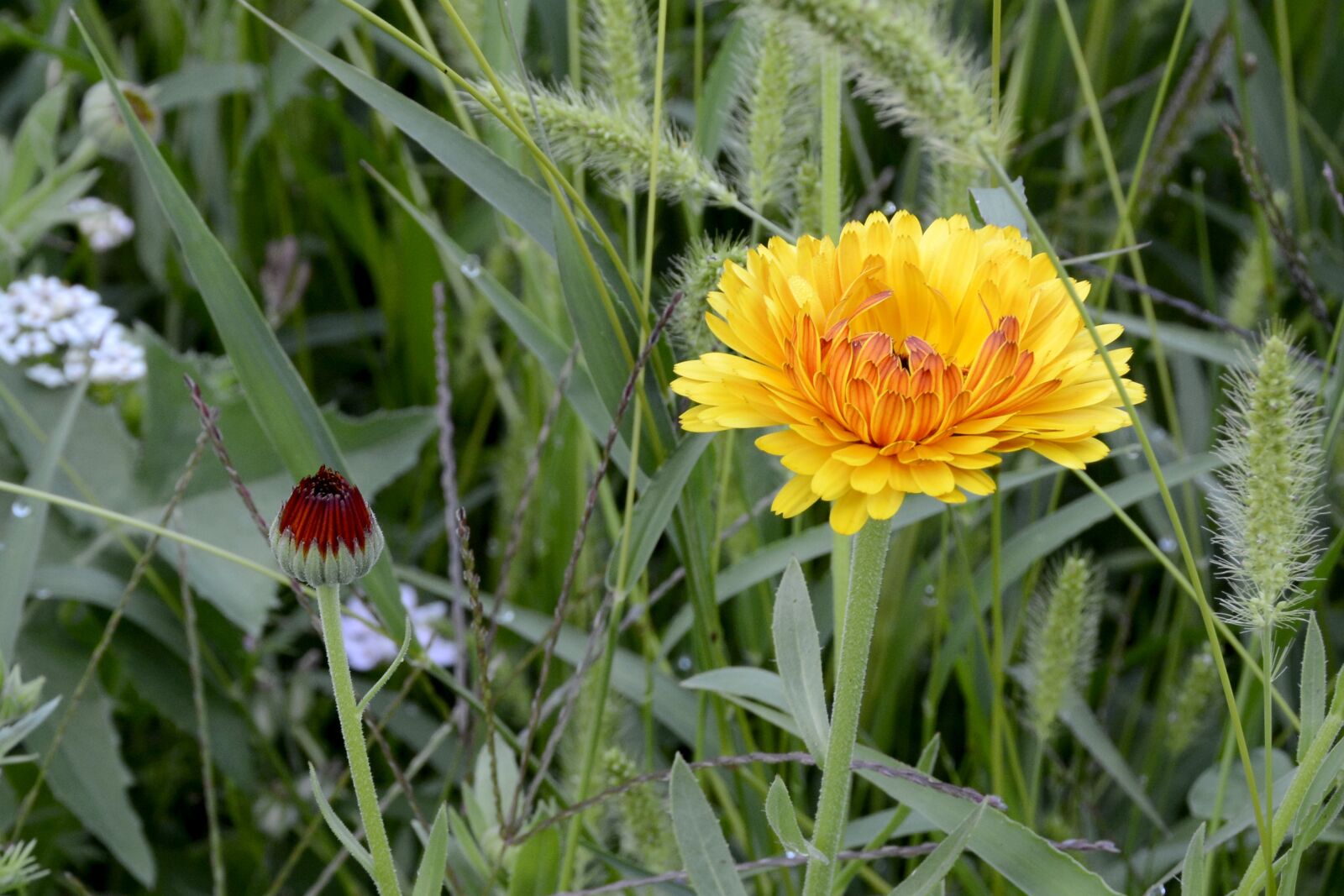 Nikon D7100 sample photo. Wild flower, blossom, bloom photography