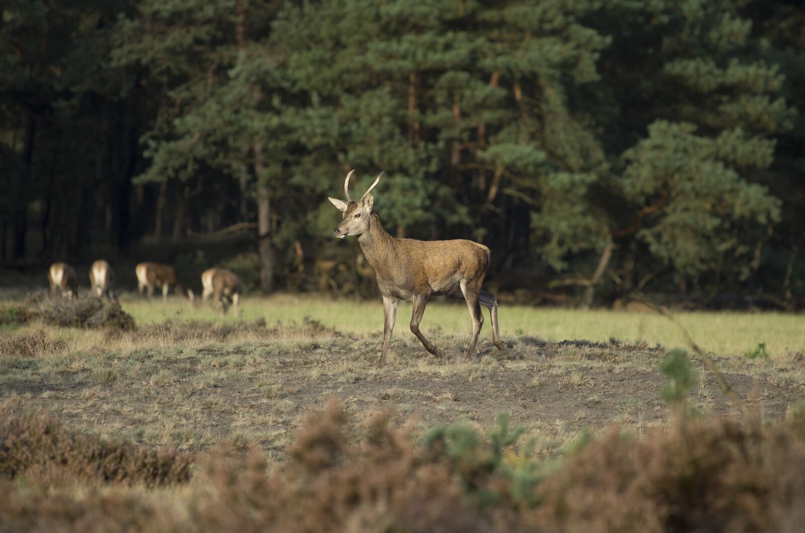 Pentax K-5 sample photo. Deer, mammal, forest photography