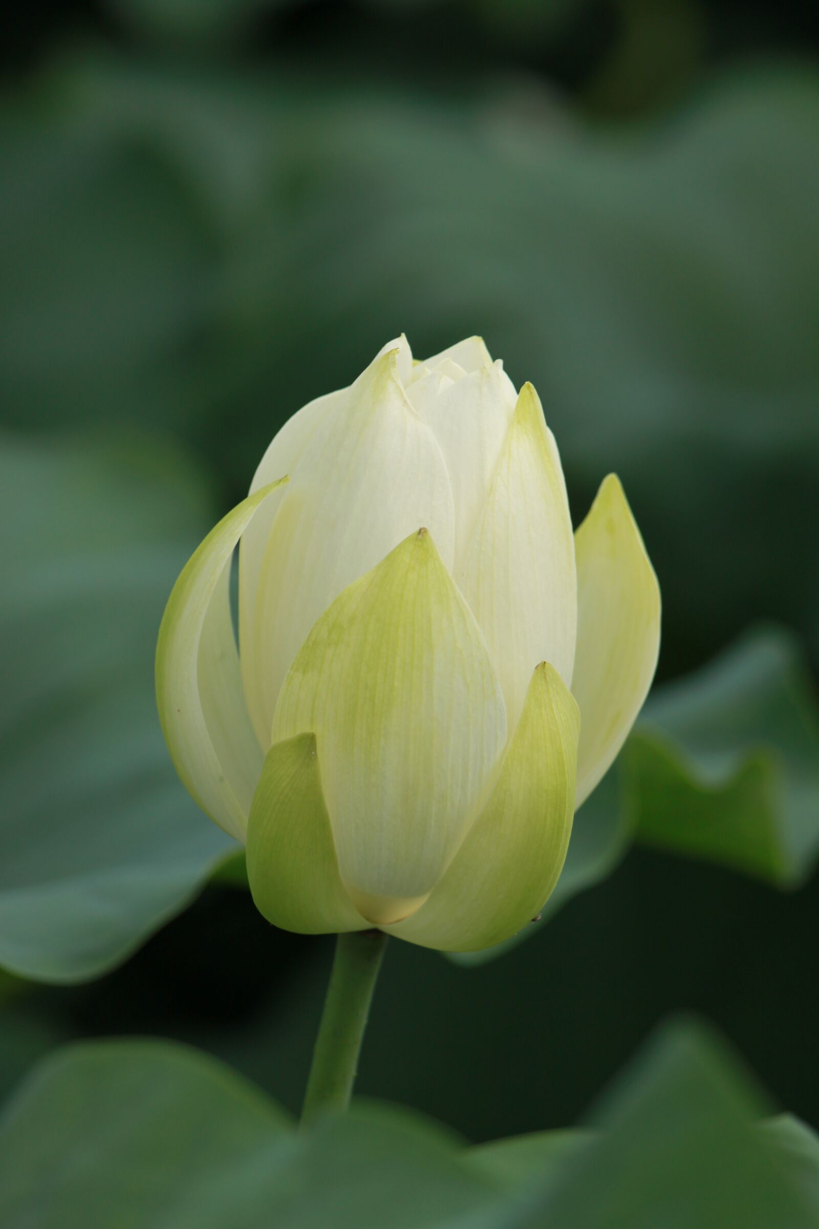 Canon EOS 500D (EOS Rebel T1i / EOS Kiss X3) sample photo. Kite, nature, pond plants photography