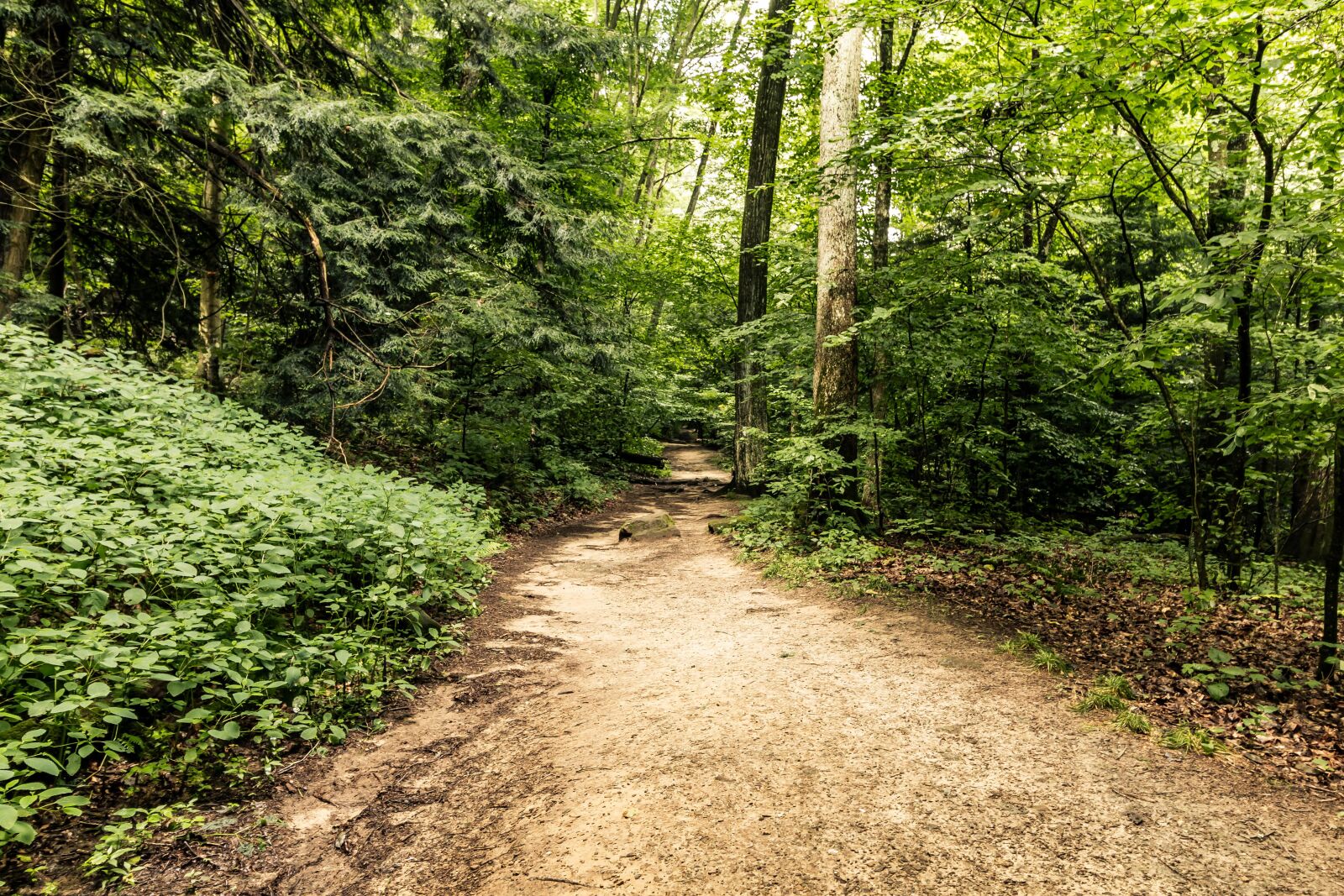 Canon EOS 70D sample photo. Nature, path, forest photography