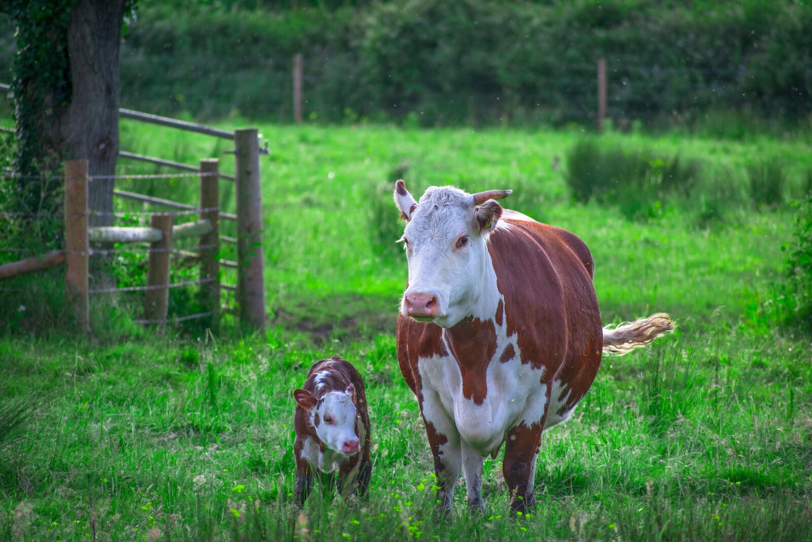 Nikon D3300 sample photo. Animal, brown, calf photography