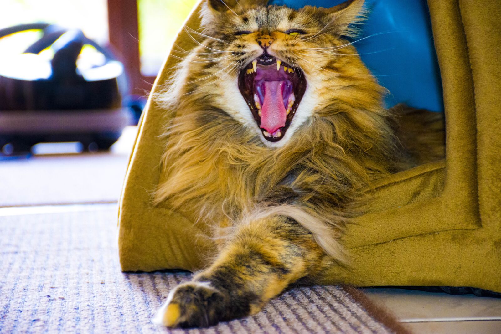 Nikon D7200 sample photo. Portrait, cat, animal photography