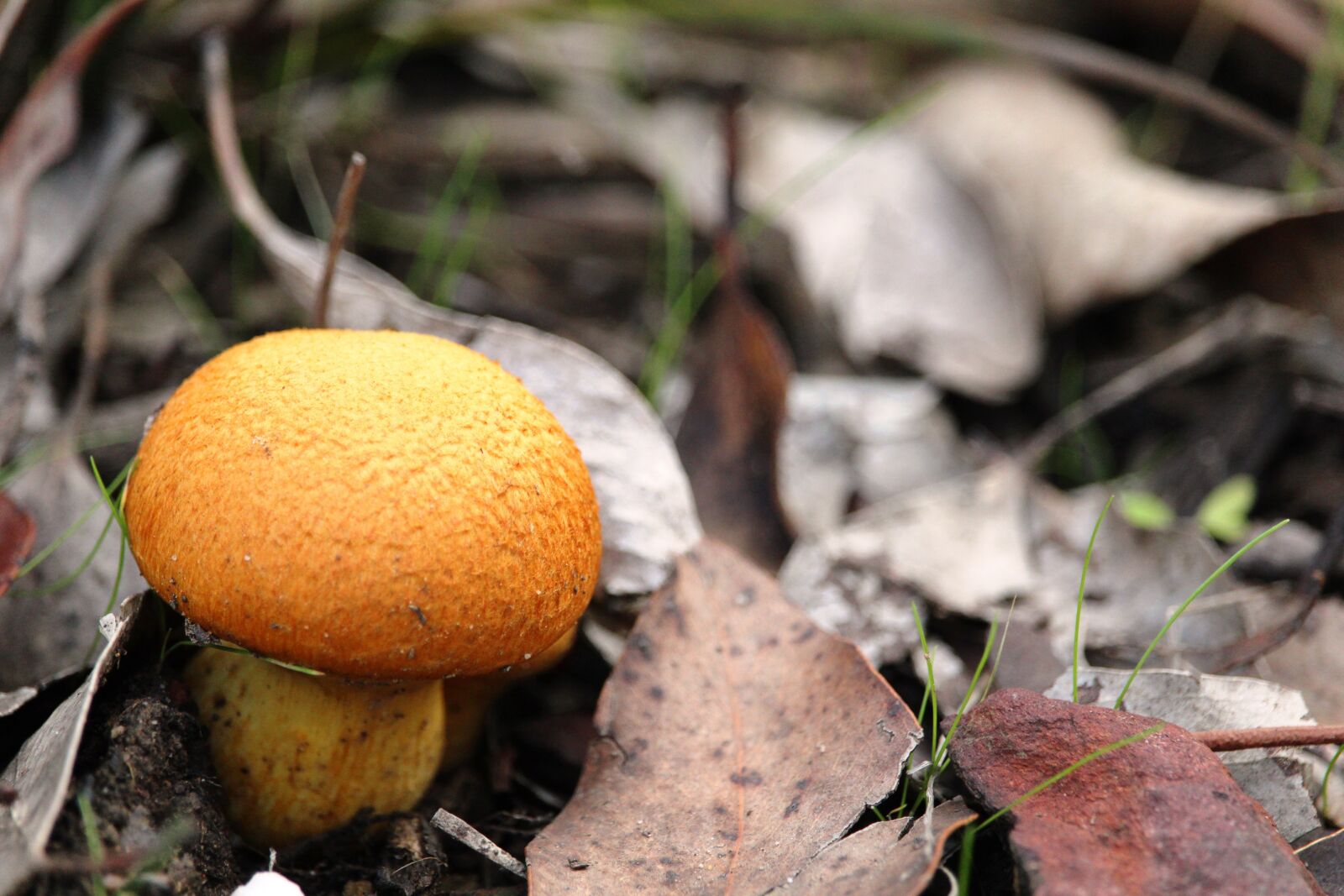Canon EF-S 55-250mm F4-5.6 IS STM sample photo. Mushroom, toadstool, orange photography