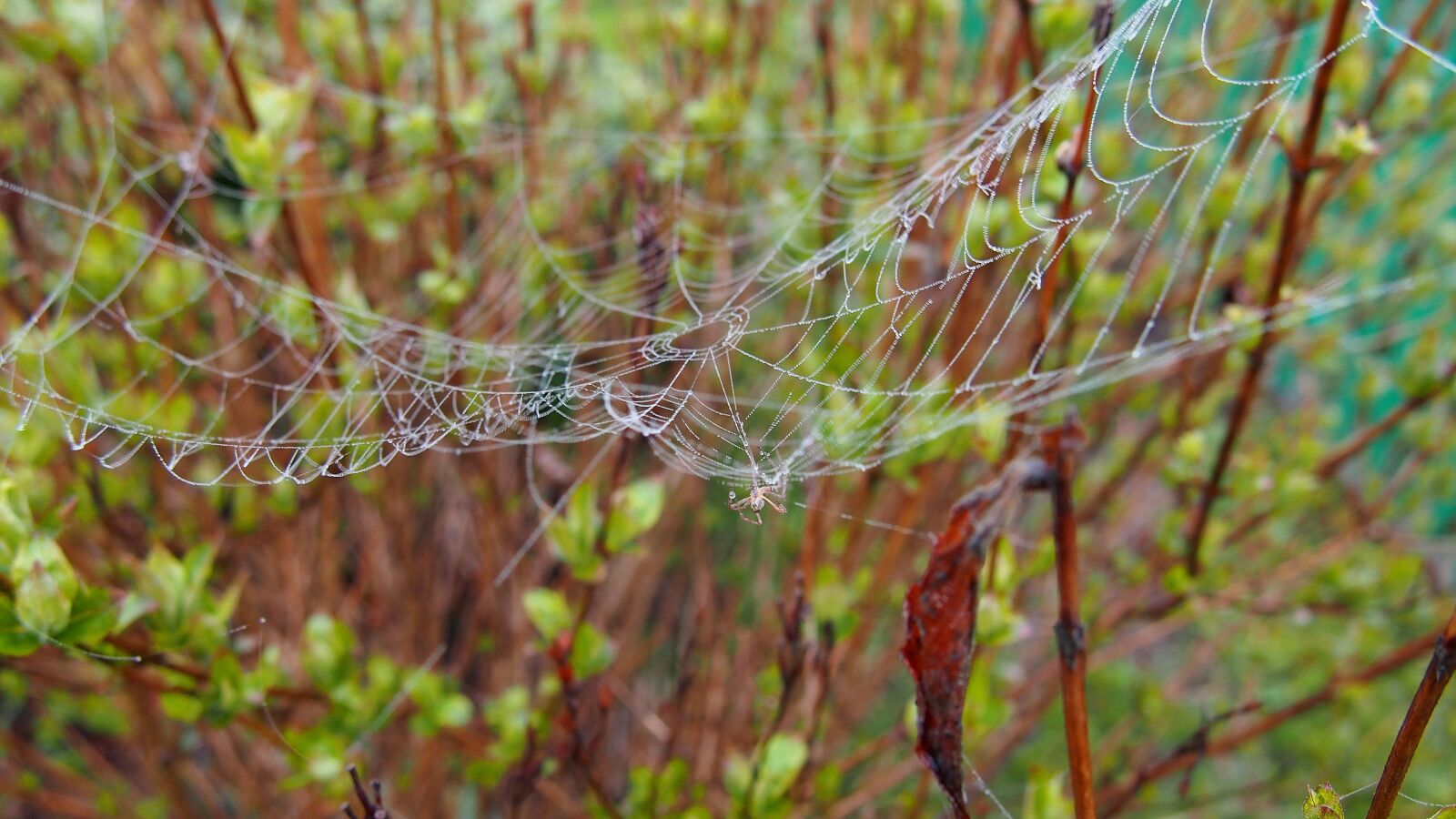 Olympus PEN E-PL6 sample photo. Cobweb, spider, macro photography